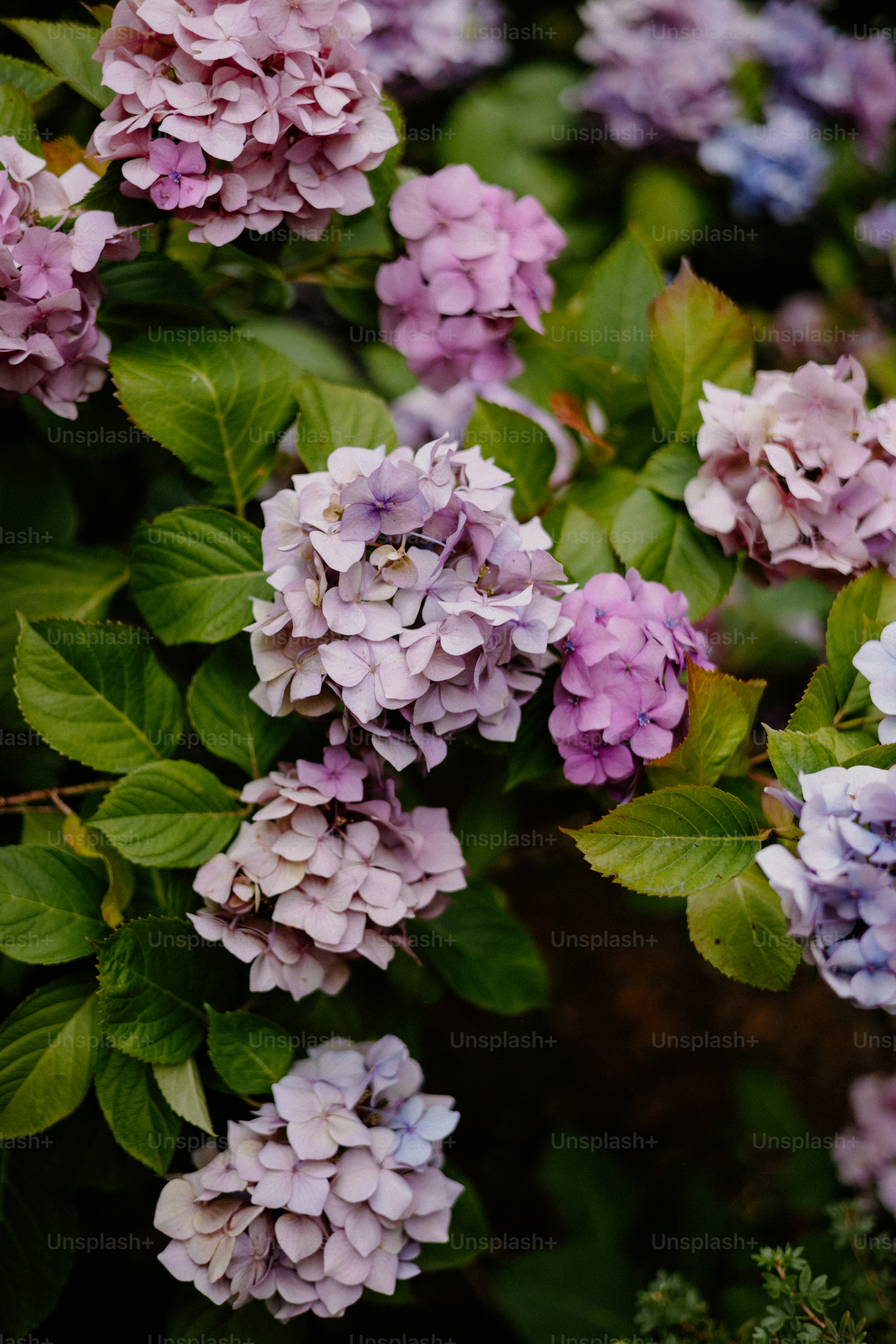 Beautiful hydrangea flowers in full bloom.