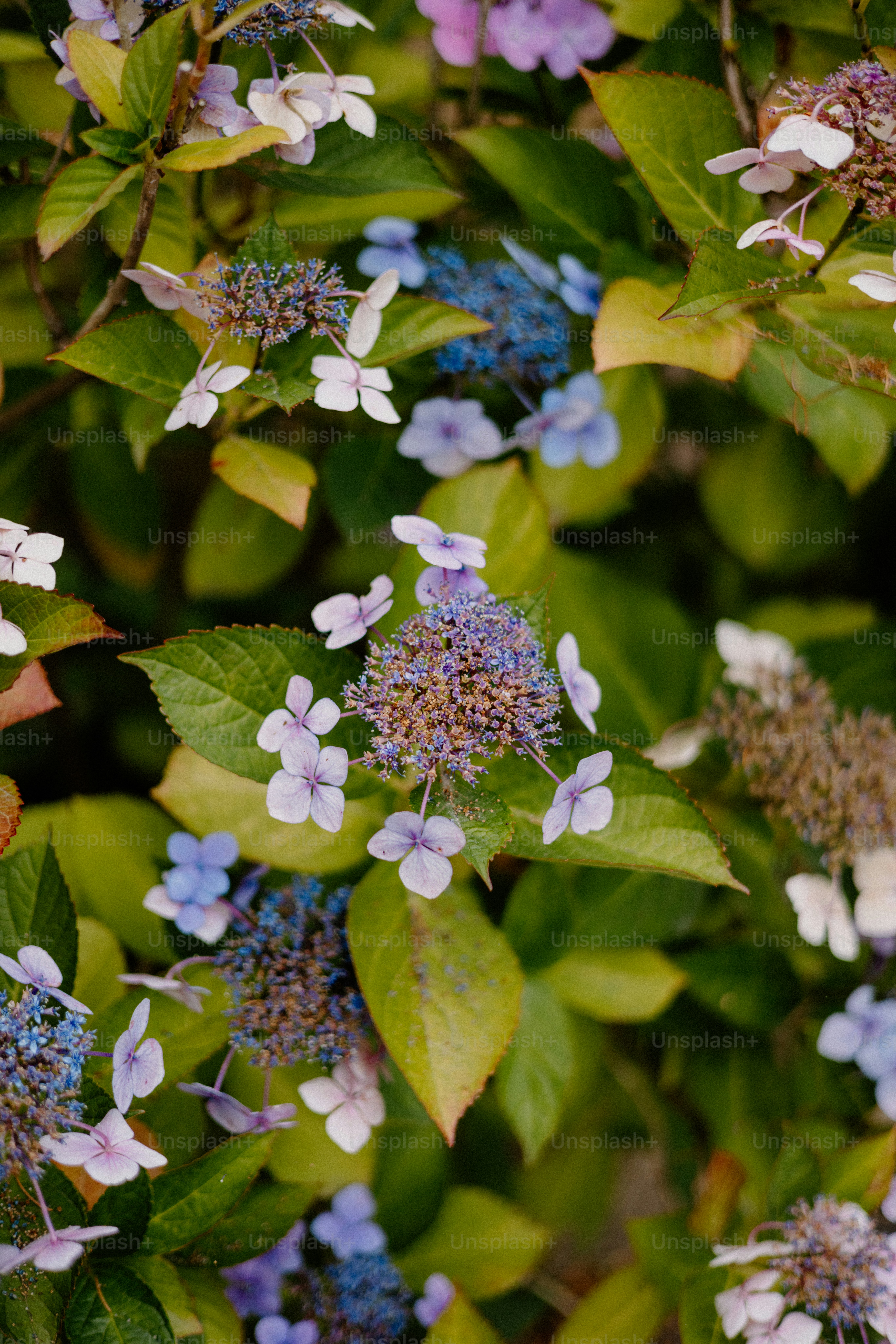 Beautiful hydrangea blossoms in various shades of color.