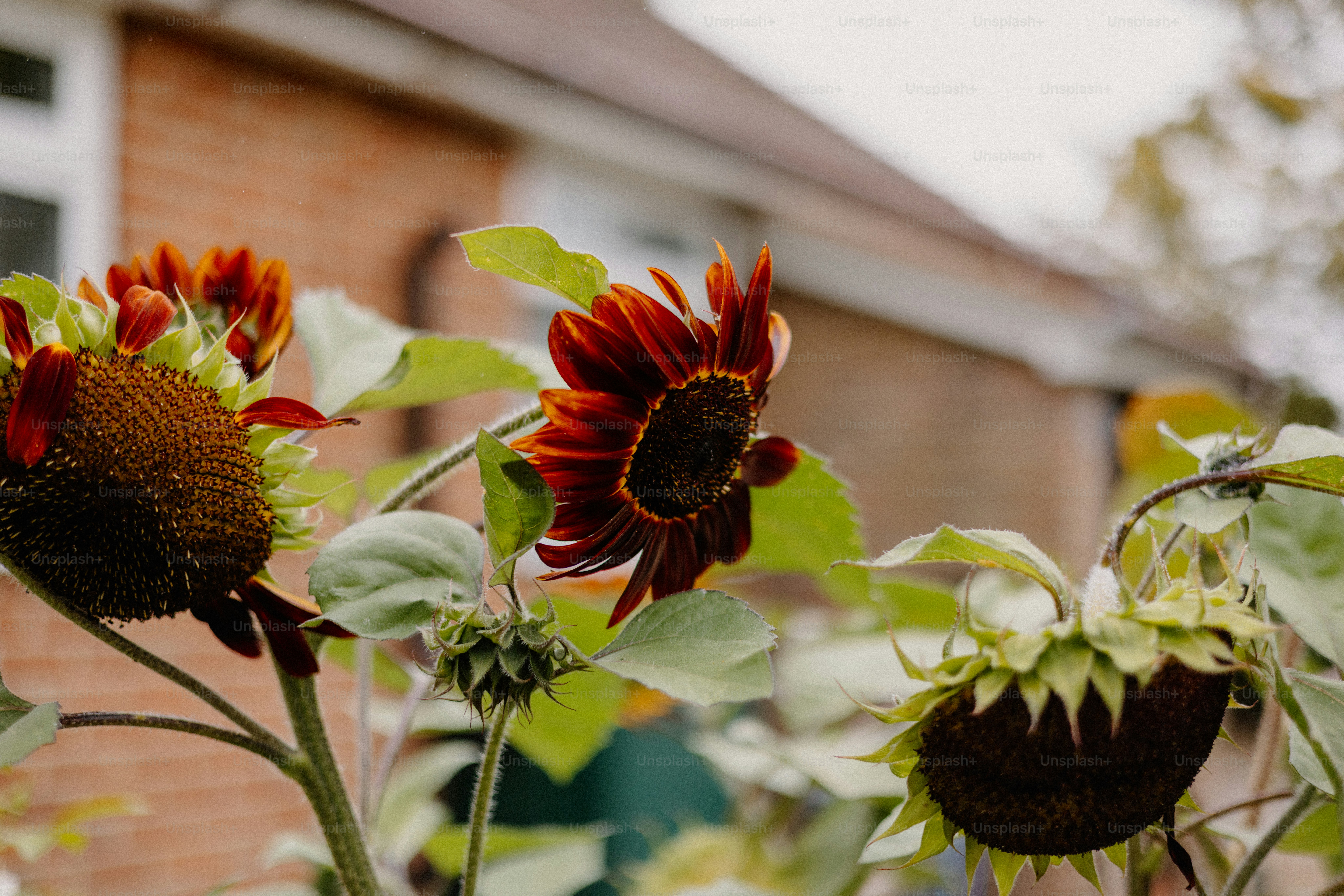 Dark red sunflowers bloom in a garden.