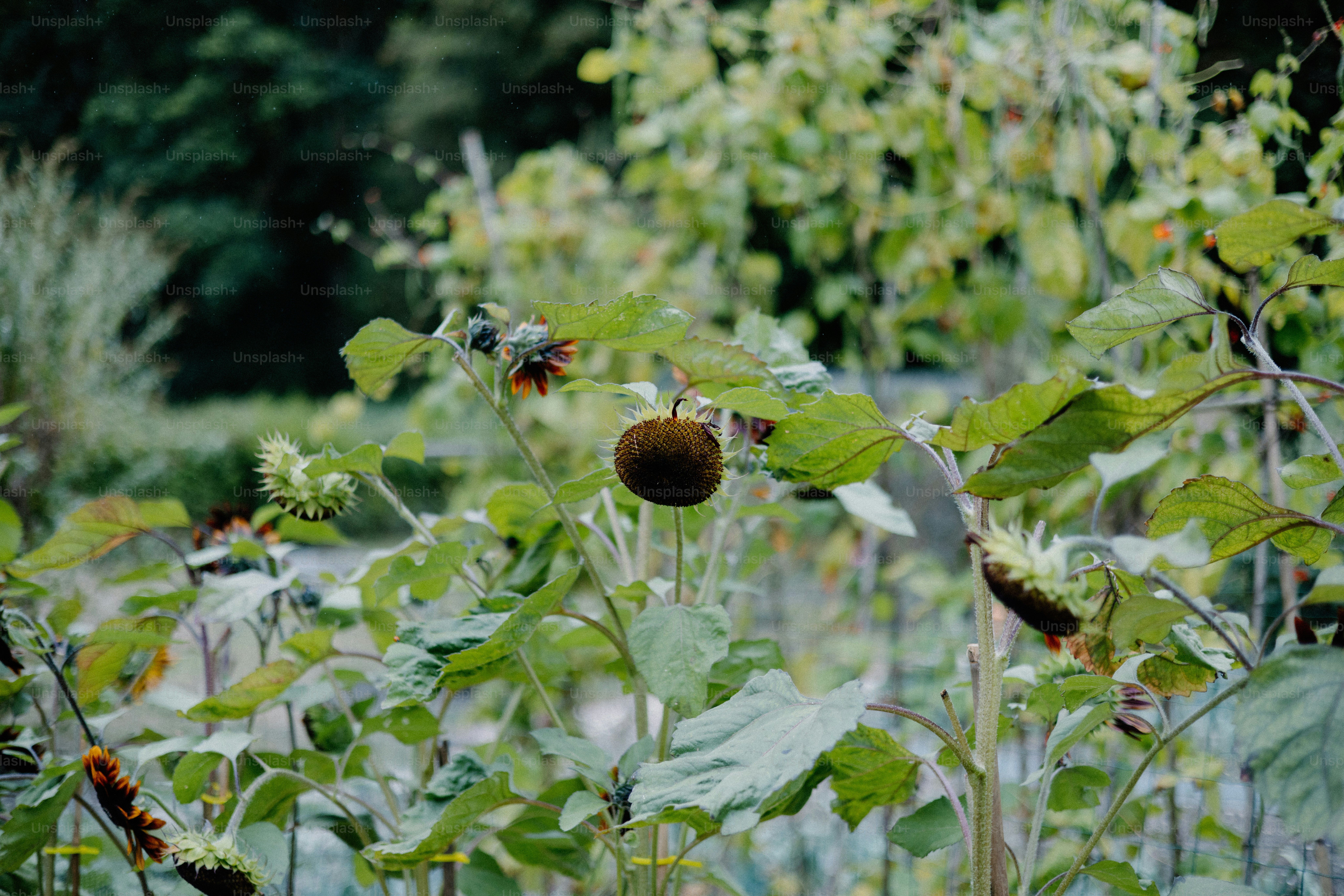 Sunflowers with brown seed heads in a garden.