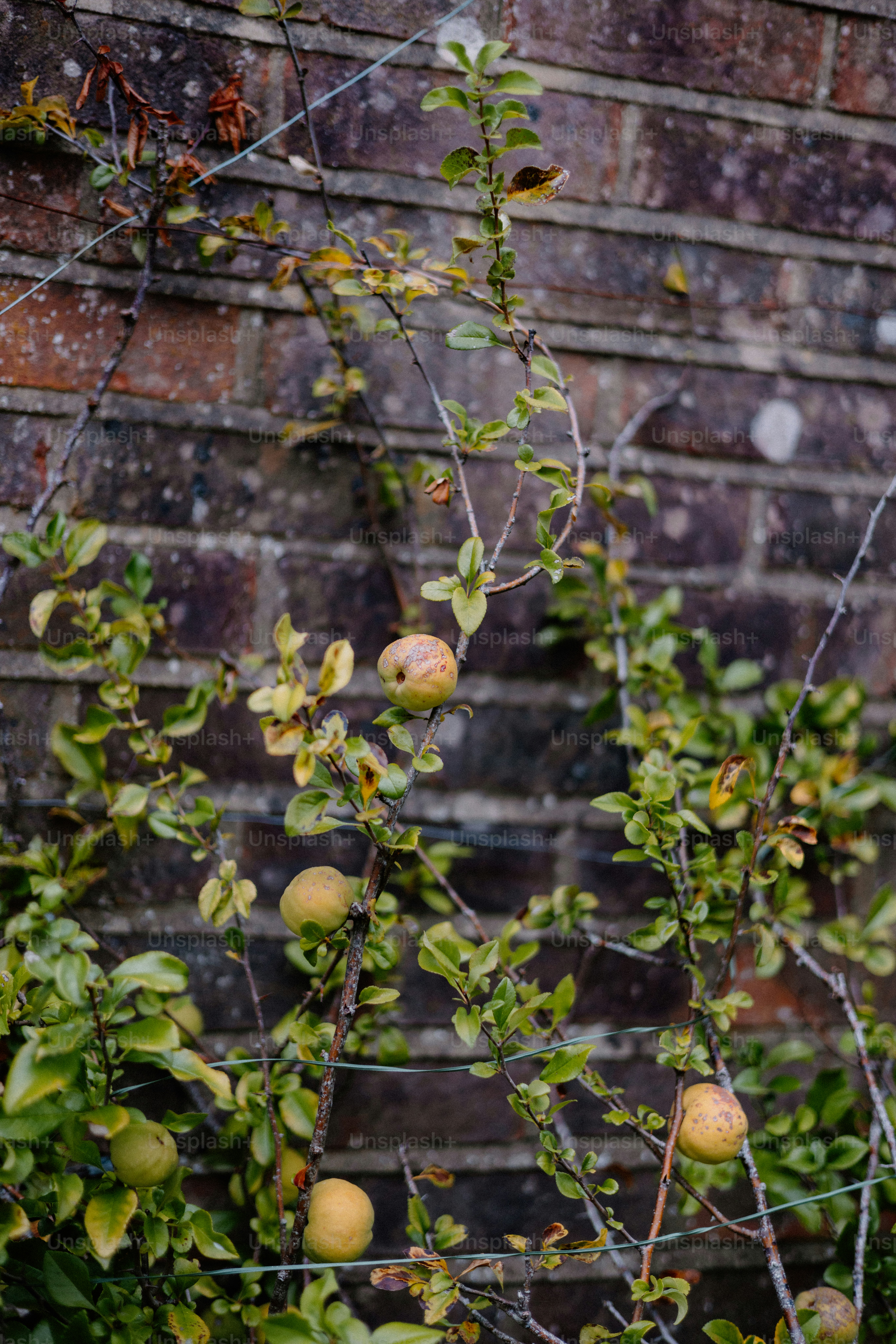 Apples hang on a vine against a brick wall.
