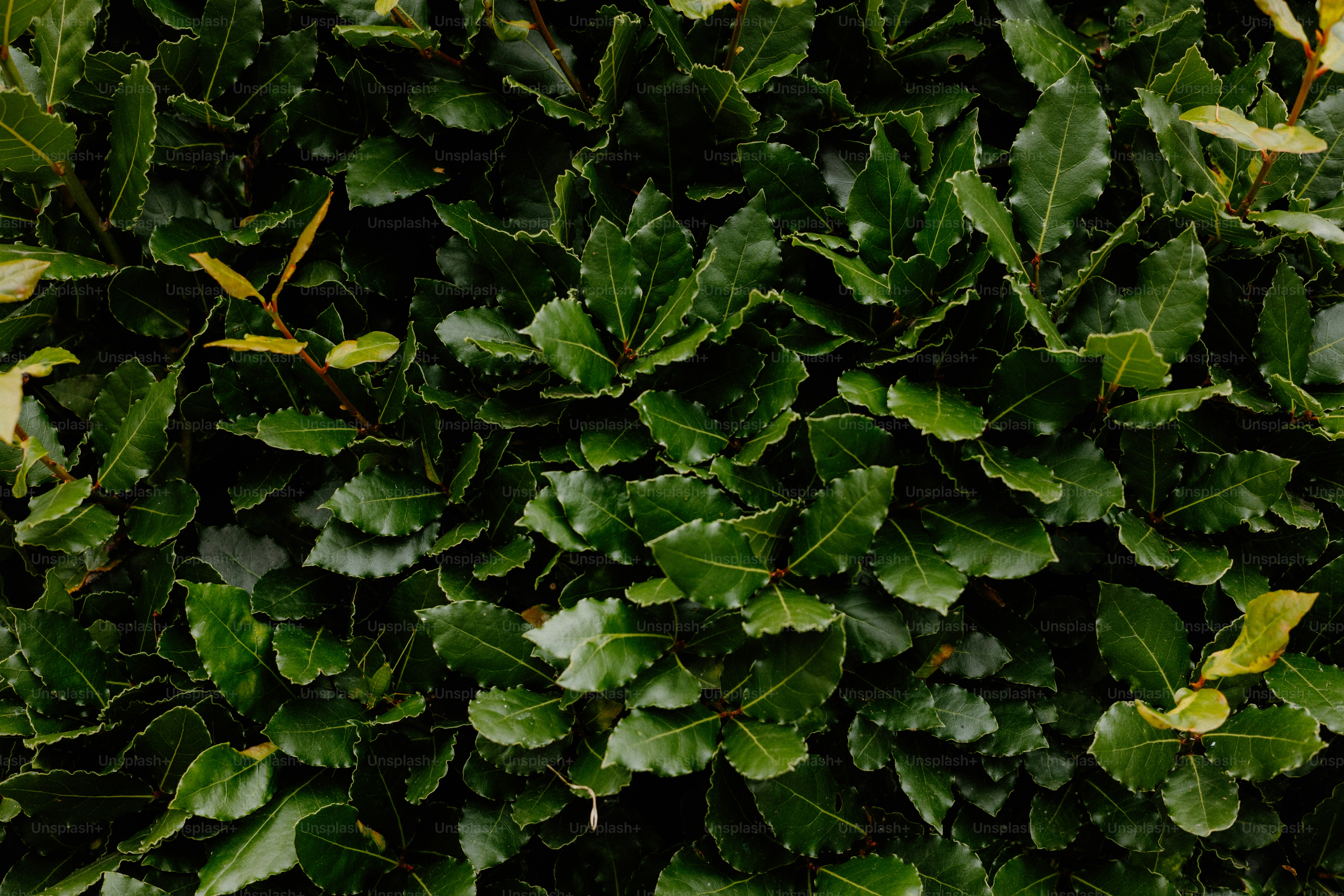 Lush, green leaves form a dense shrub.