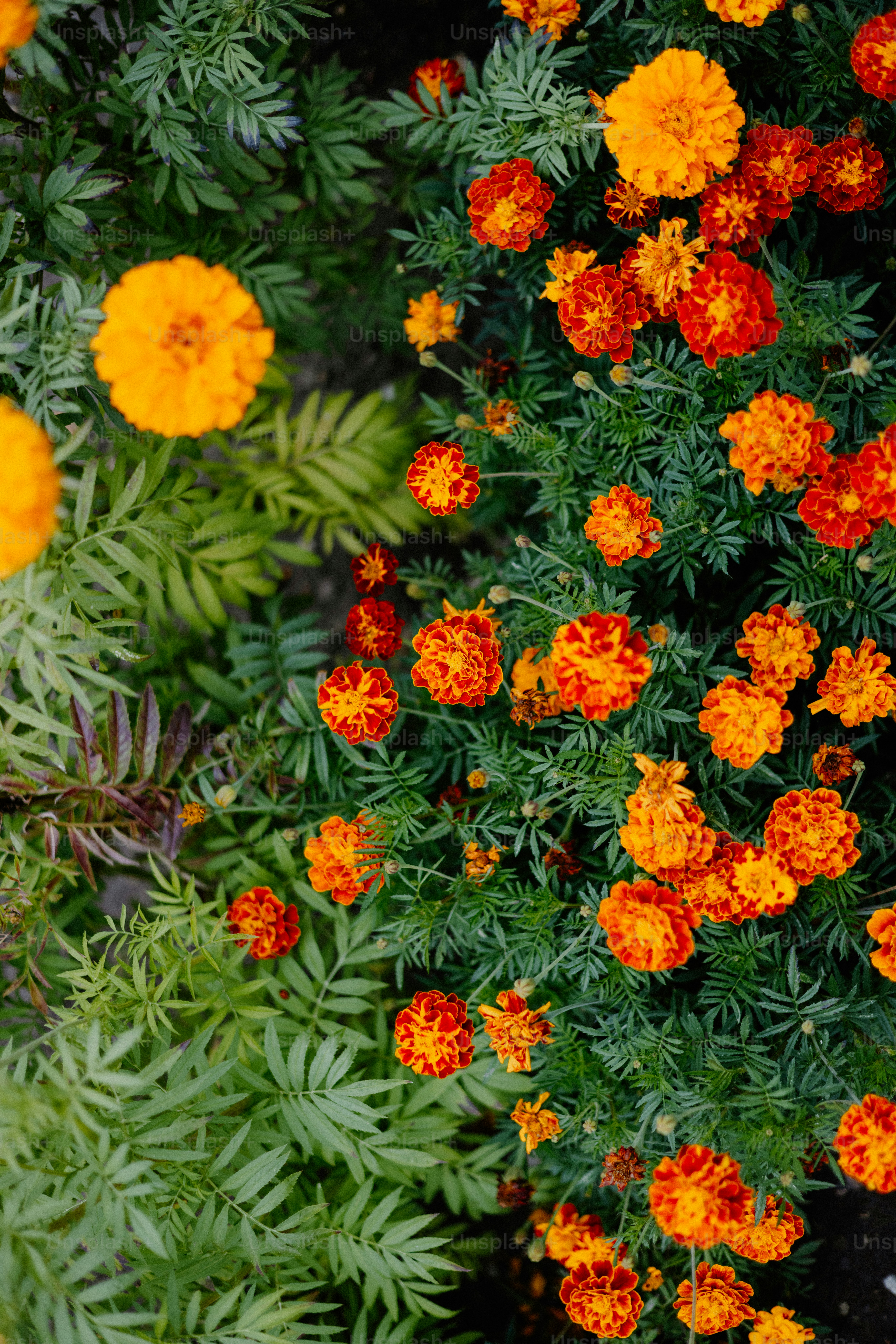 緑の葉の間に鮮やかなオレンジ色のマリーゴールドが咲きます。