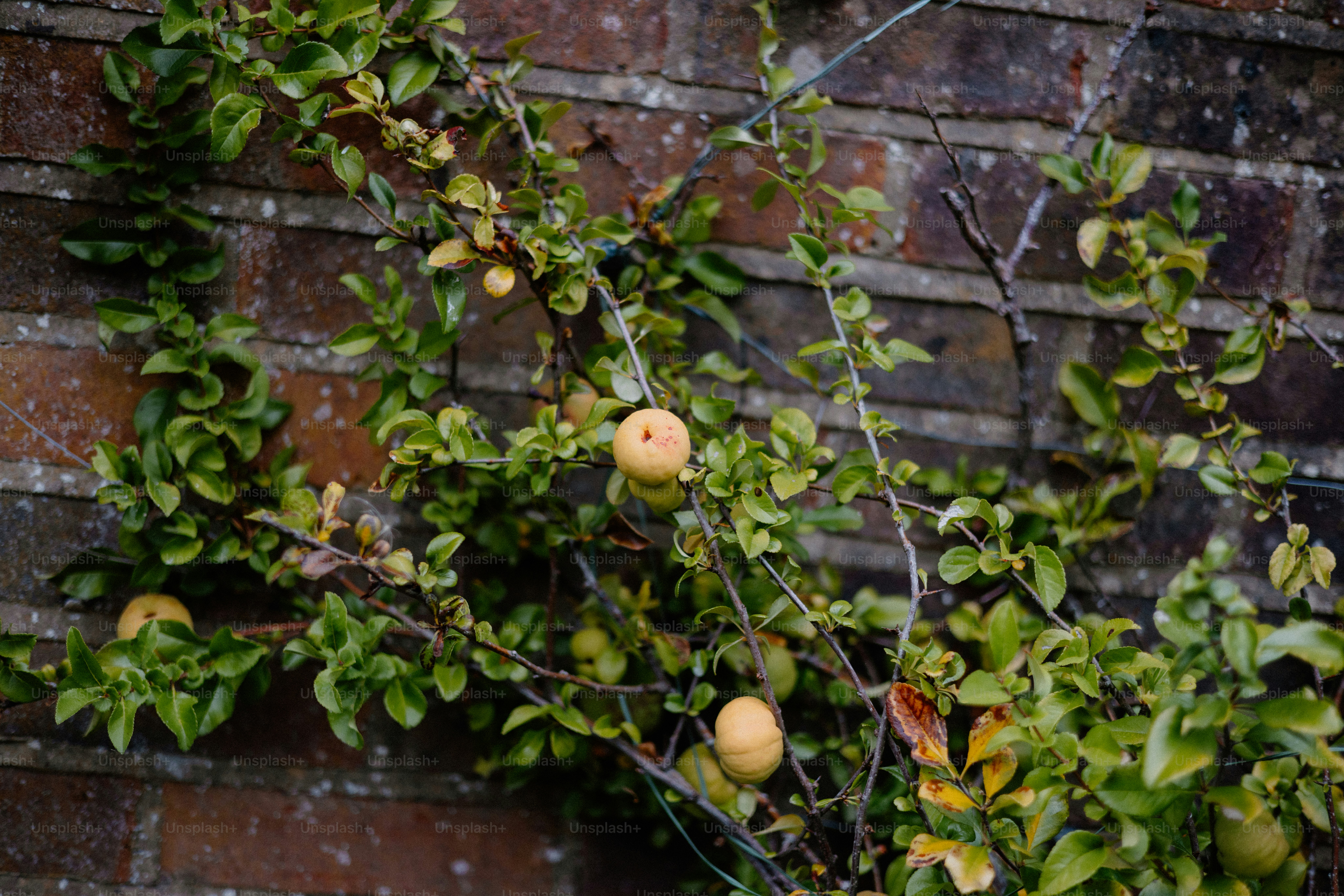 Vines with fruit grow on a brick wall.