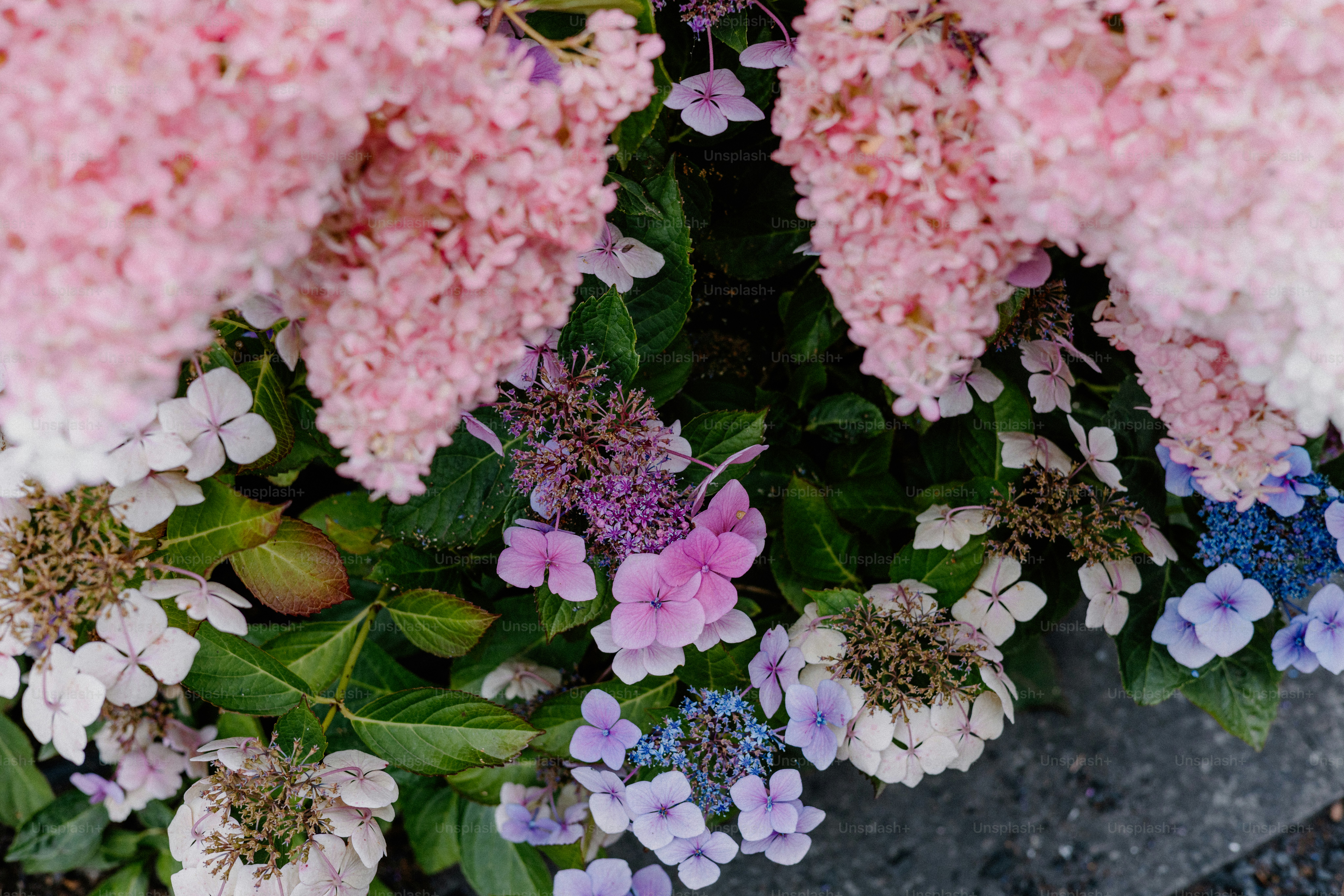 Pink and purple hydrangeas bloom beautifully.