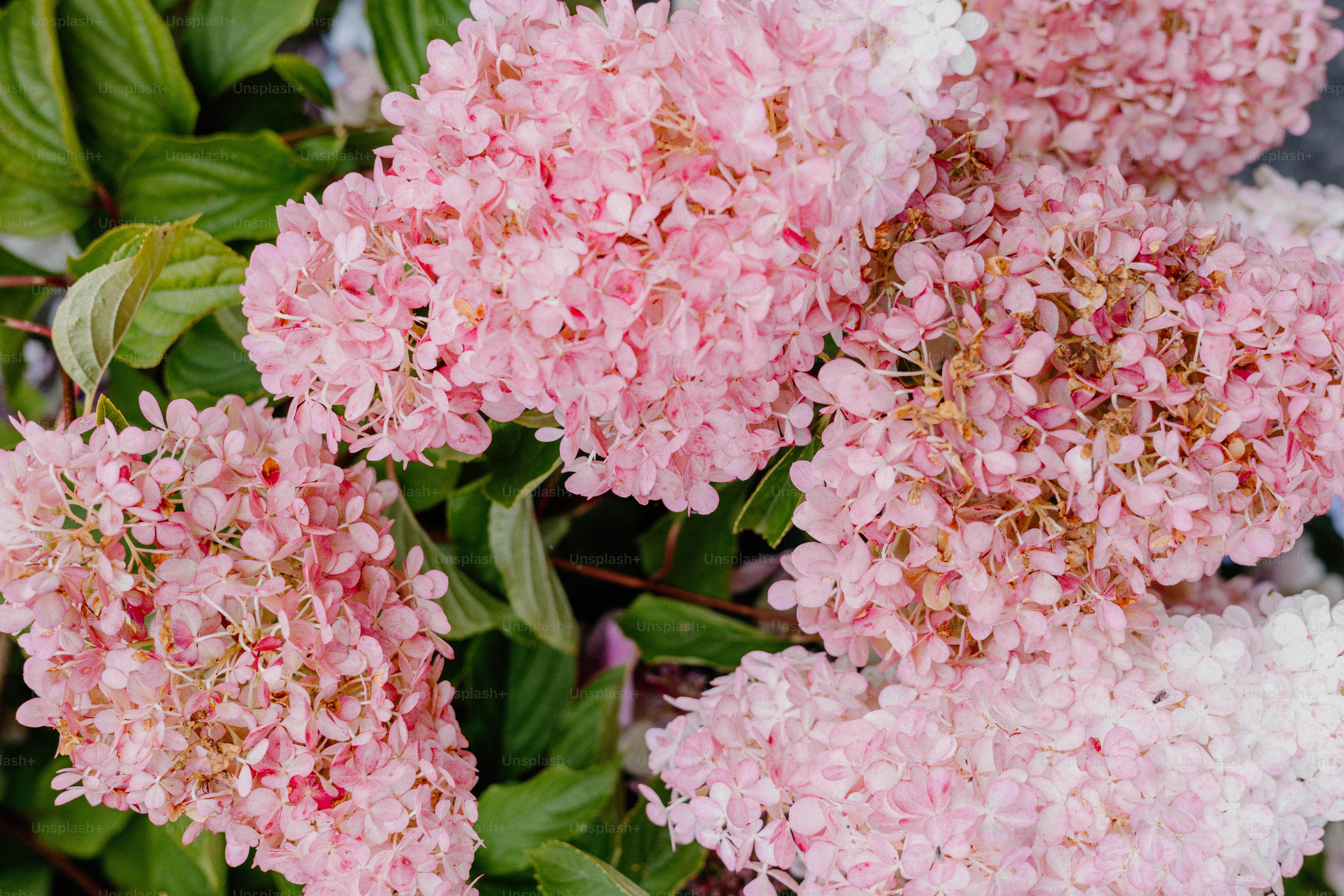Pink hydrangeas bloom in a full bush.