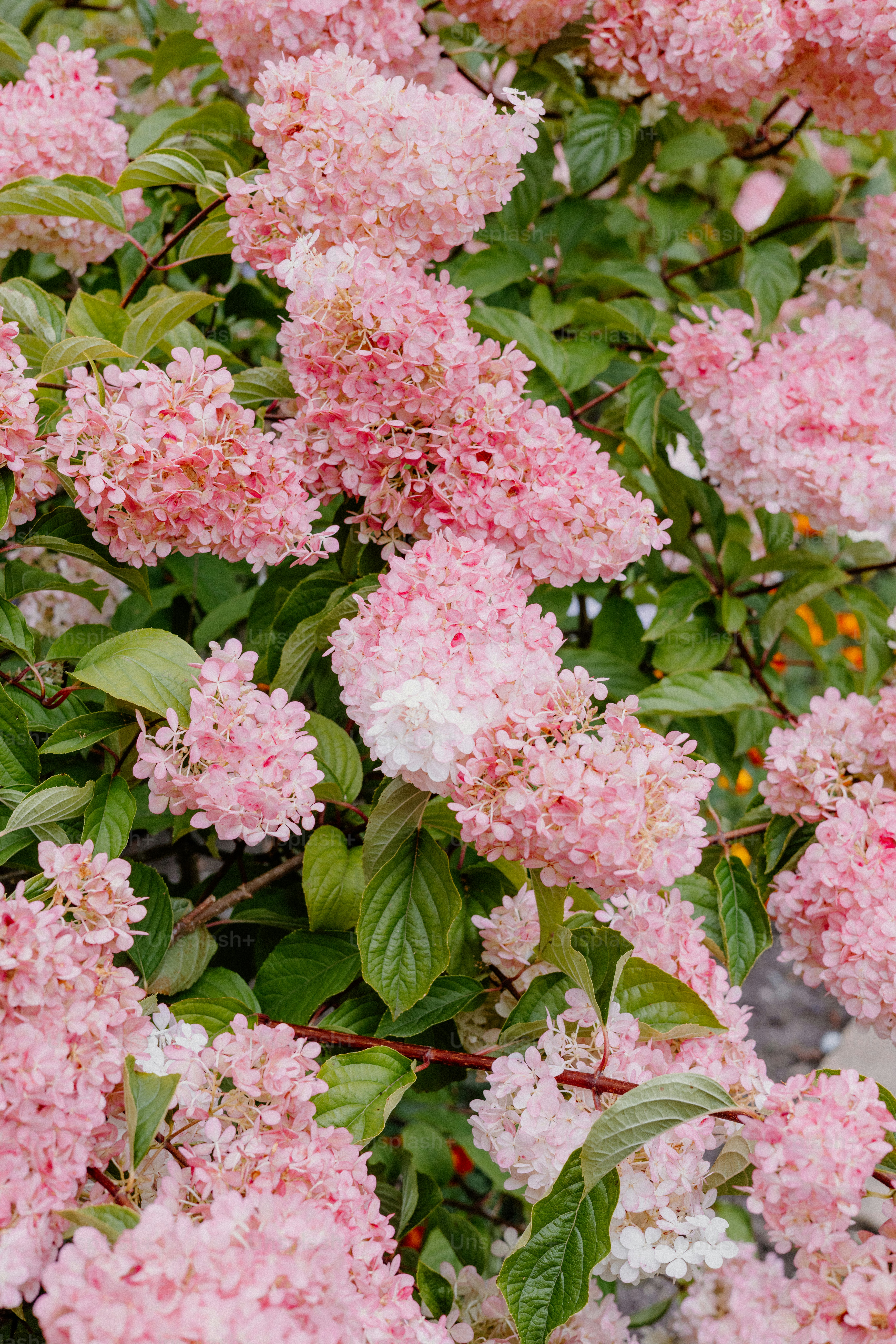 Pink hydrangea flowers bloom beautifully in a garden.