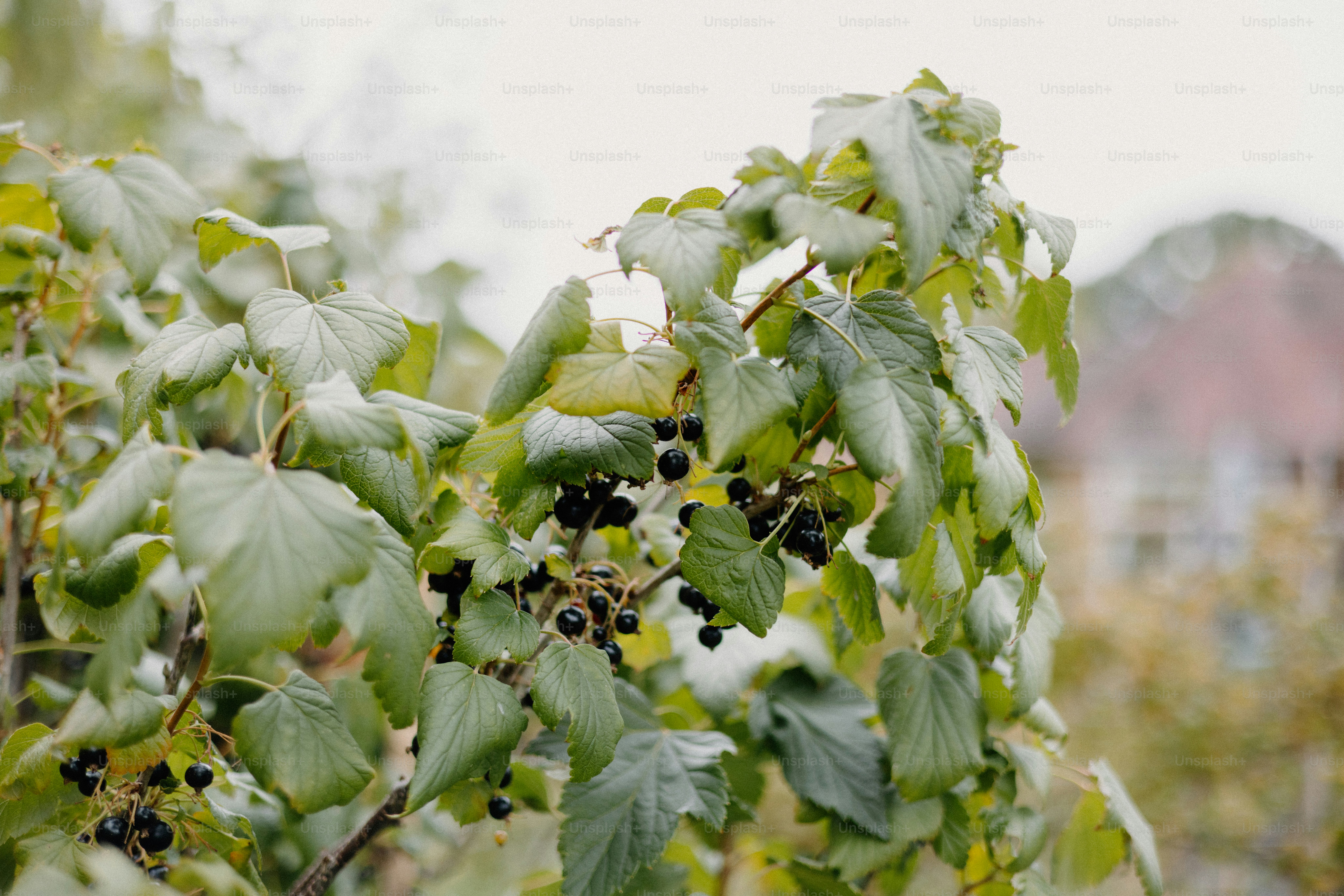 Ribes nero su un cespuglio con foglie verdi.
