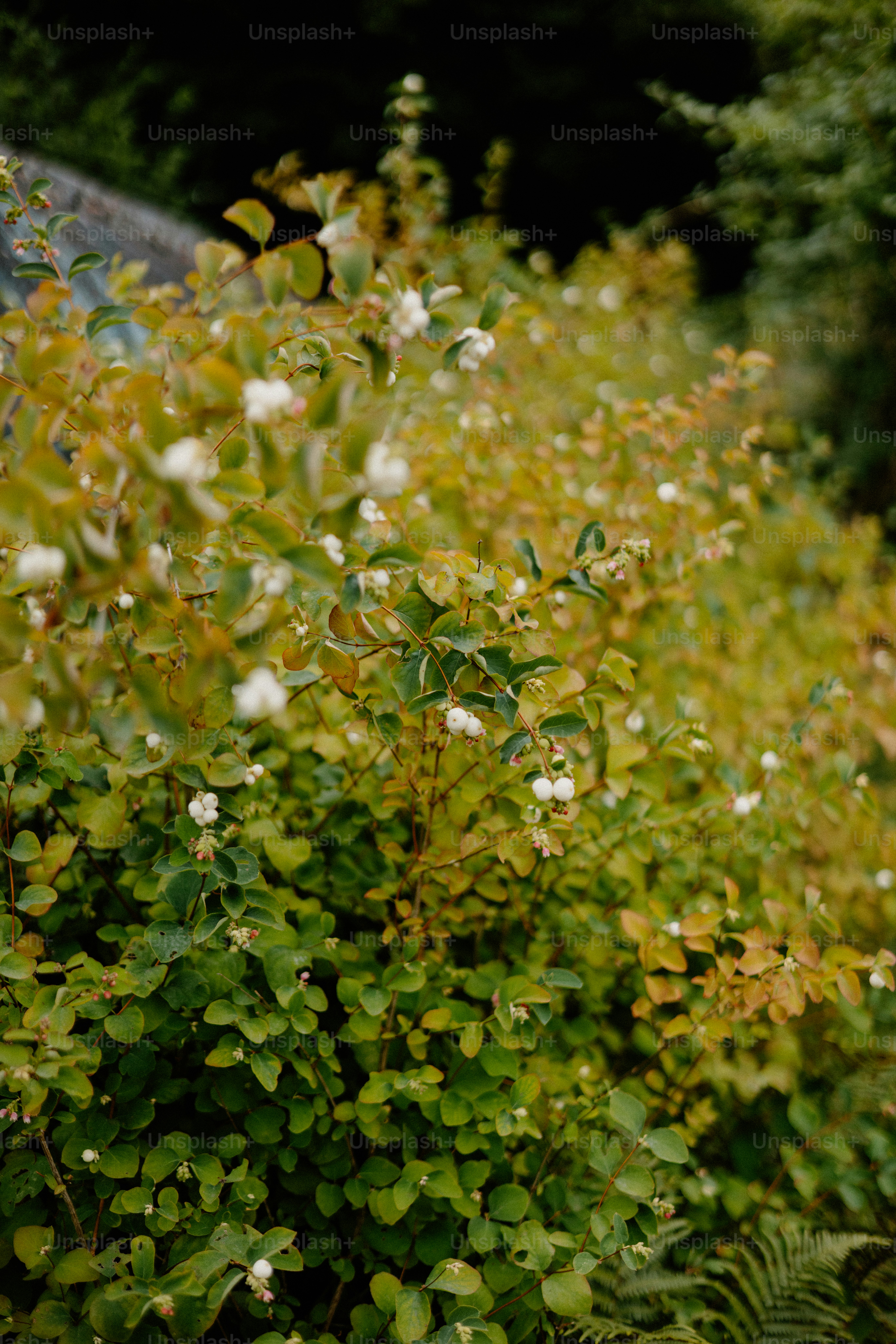Bush with white berries and golden leaves.