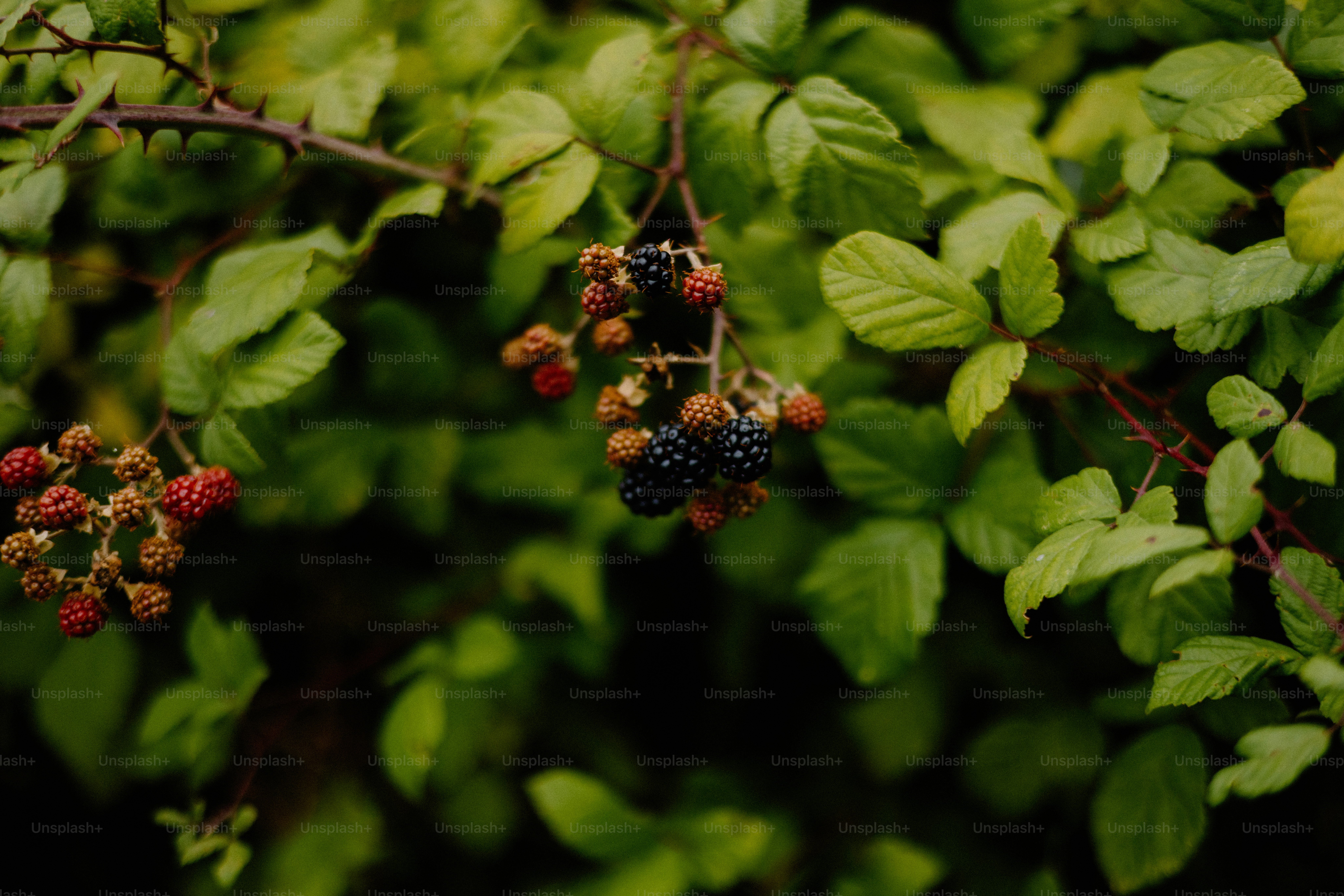 블랙베리는 생동감 넘치는 녹색 잎 속에서 익습니다.
