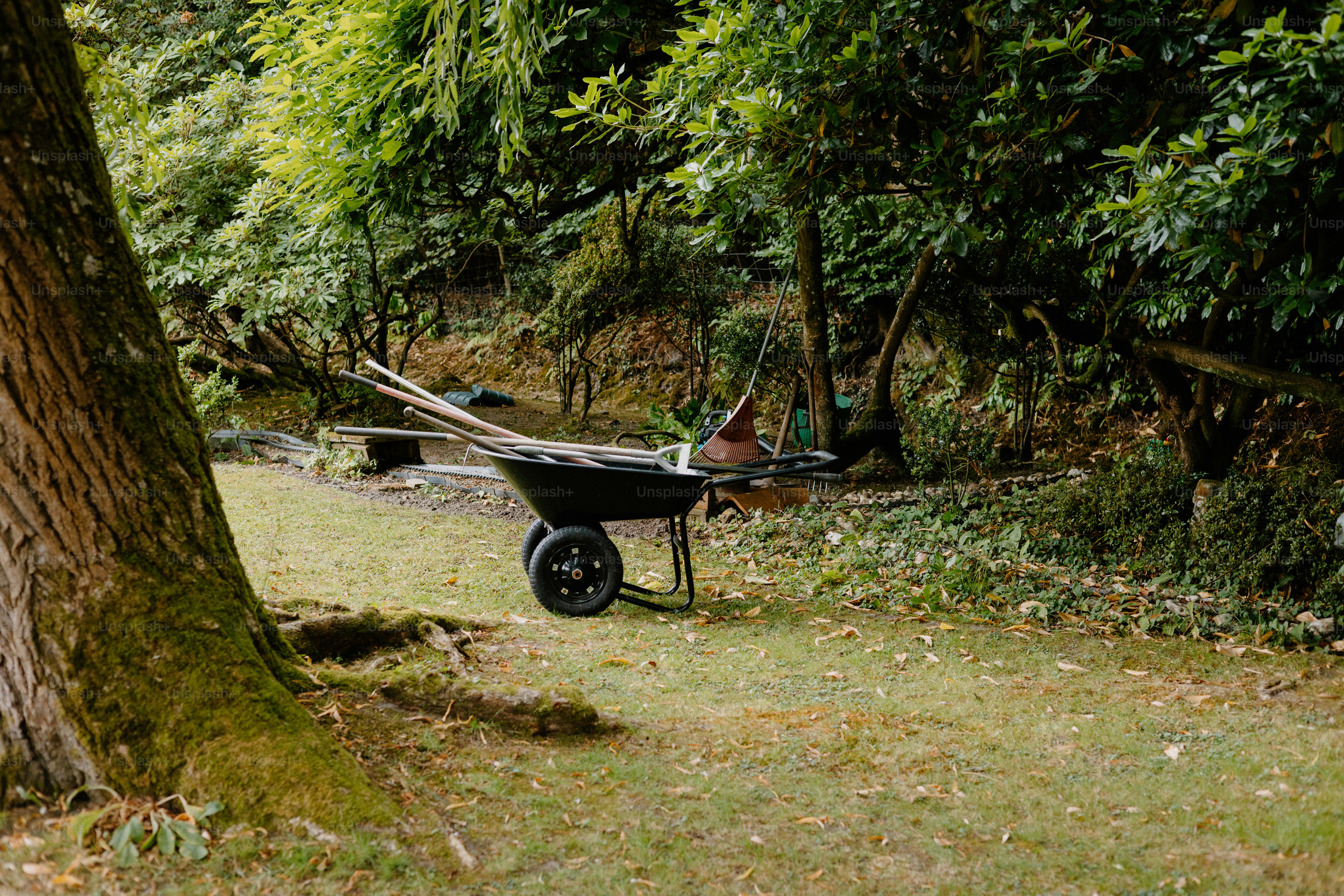 A wheelbarrow sits in a beautiful, leafy garden.