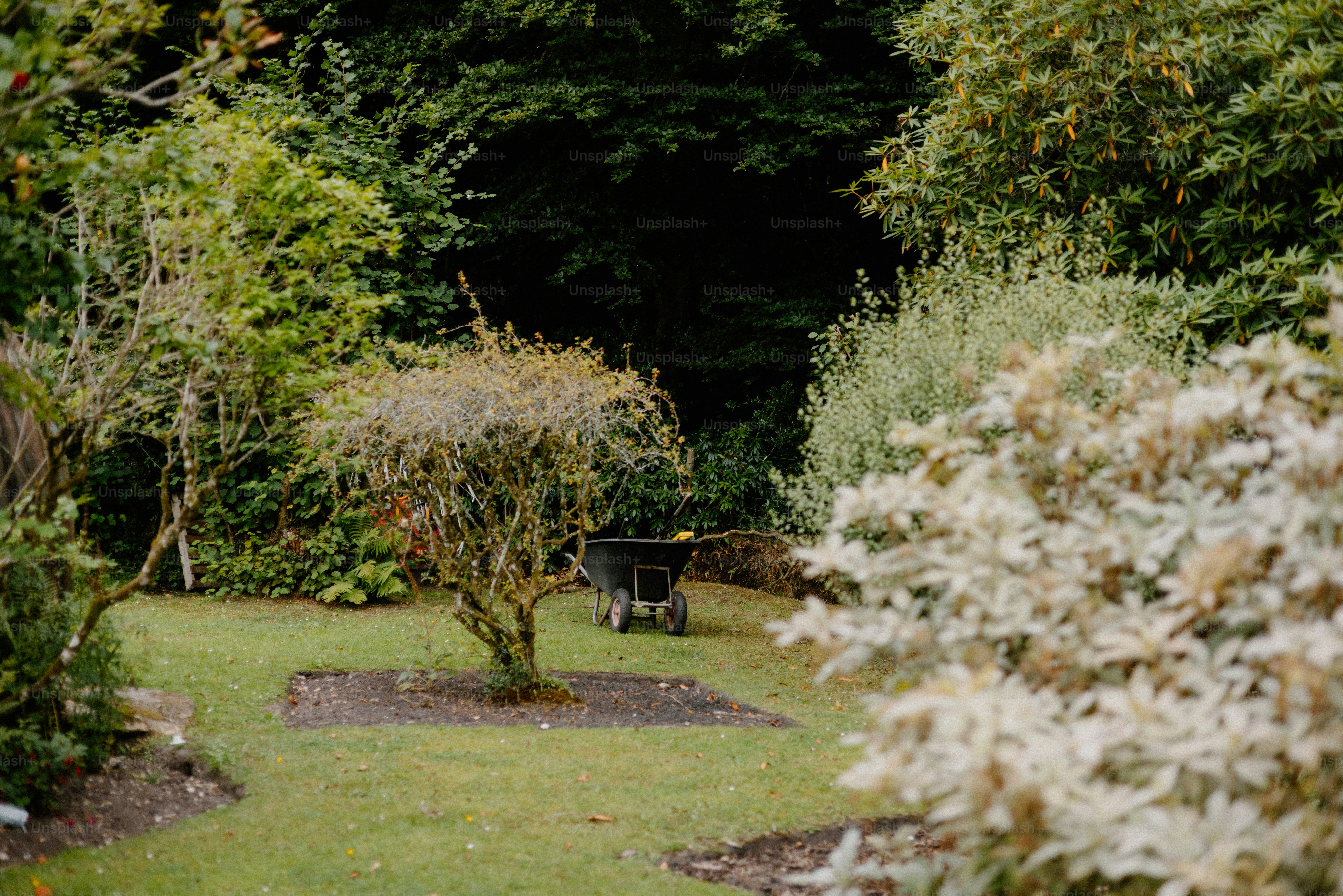 A wheelbarrow sits in a lush, green garden.