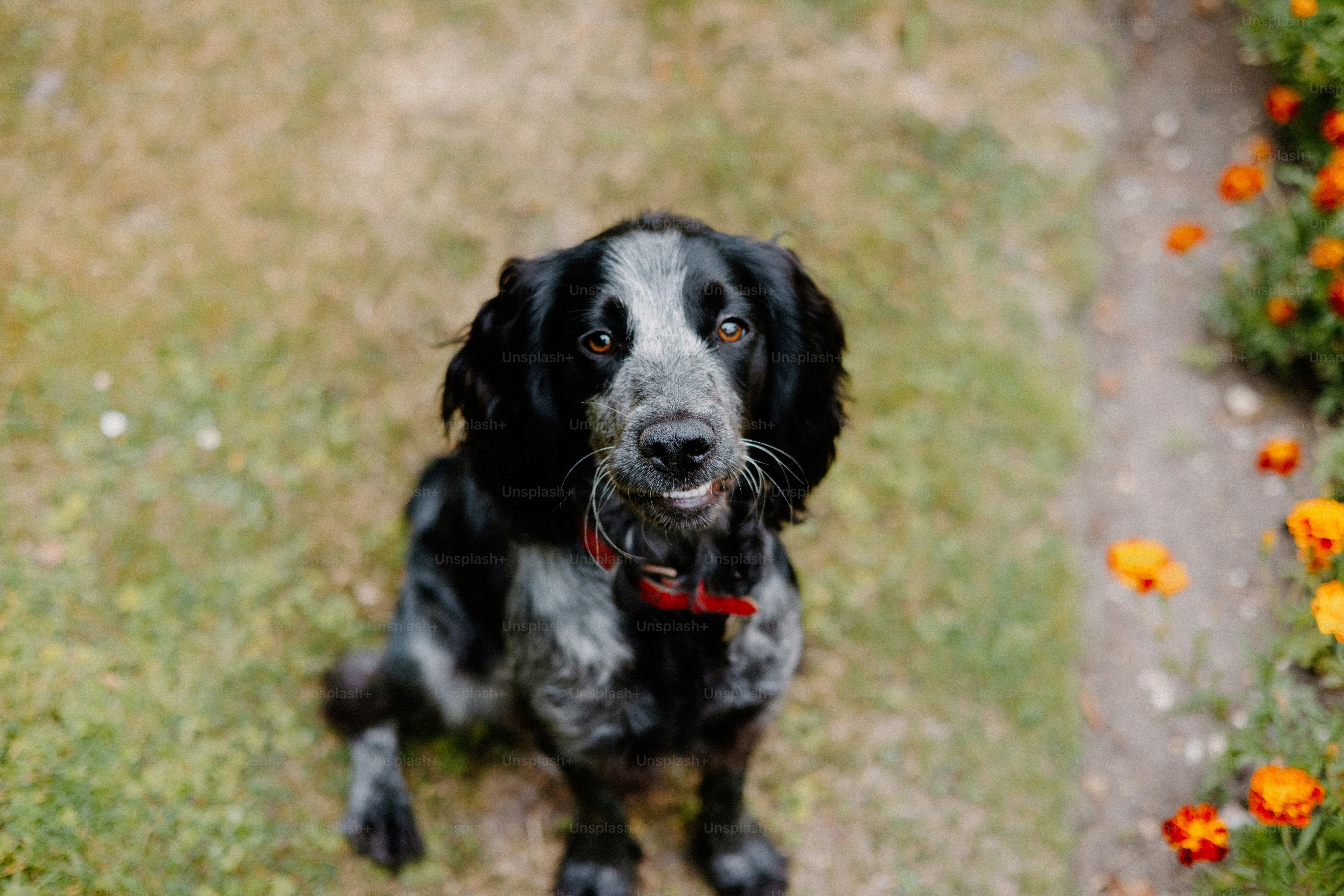 A cute dog smiles for the camera!
