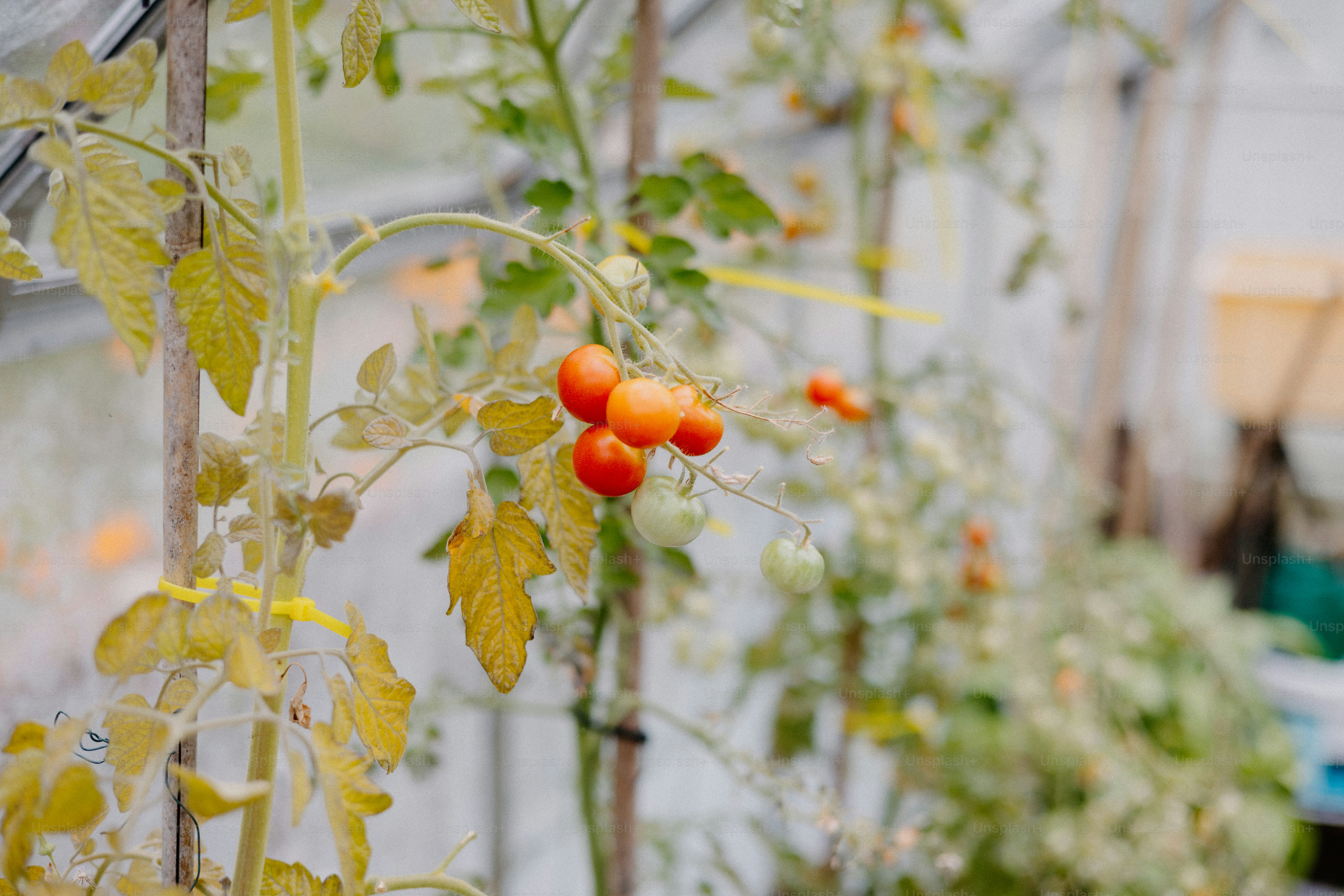 Ripe tomatoes grow in a greenhouse.