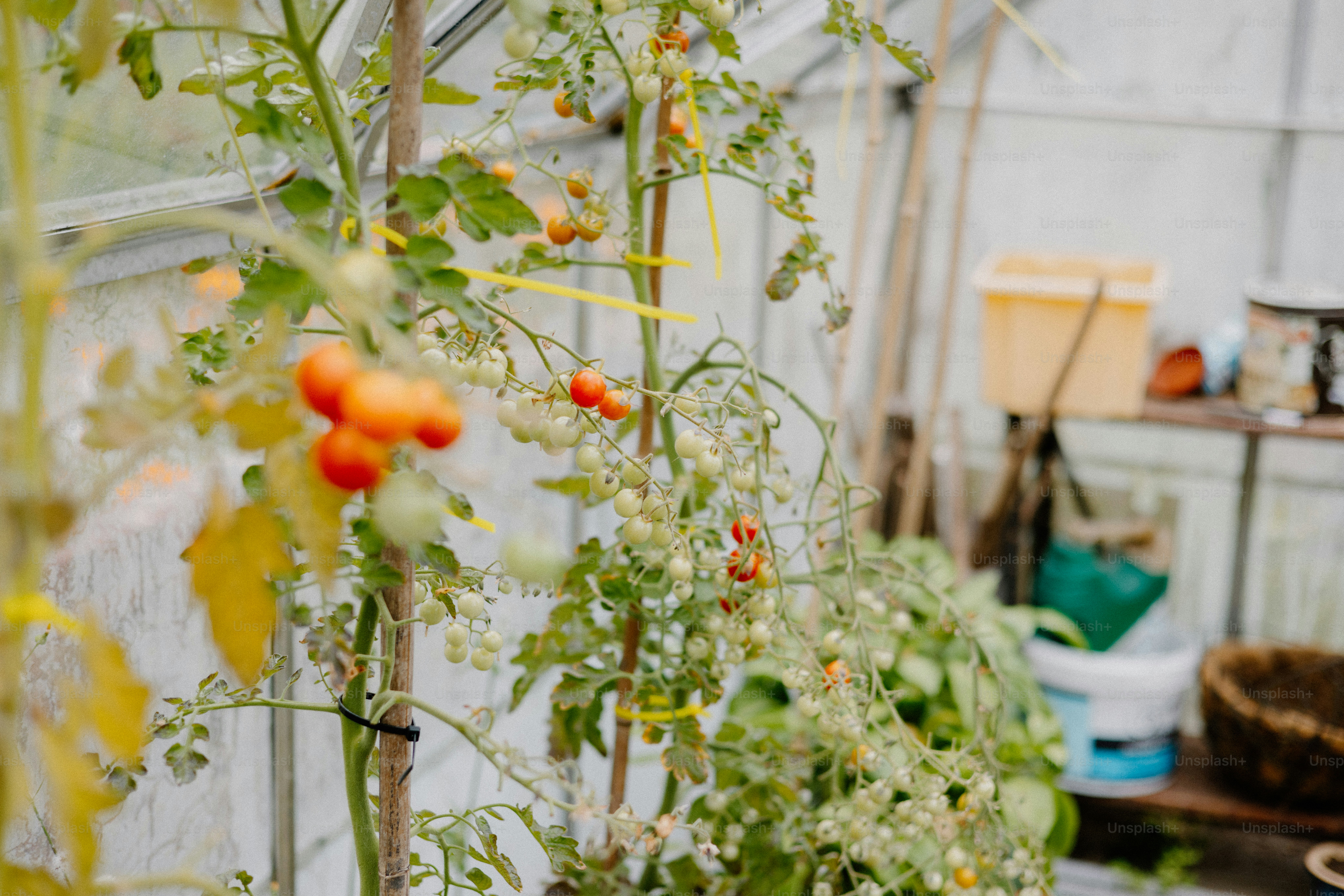Ripe tomatoes grow in a greenhouse.