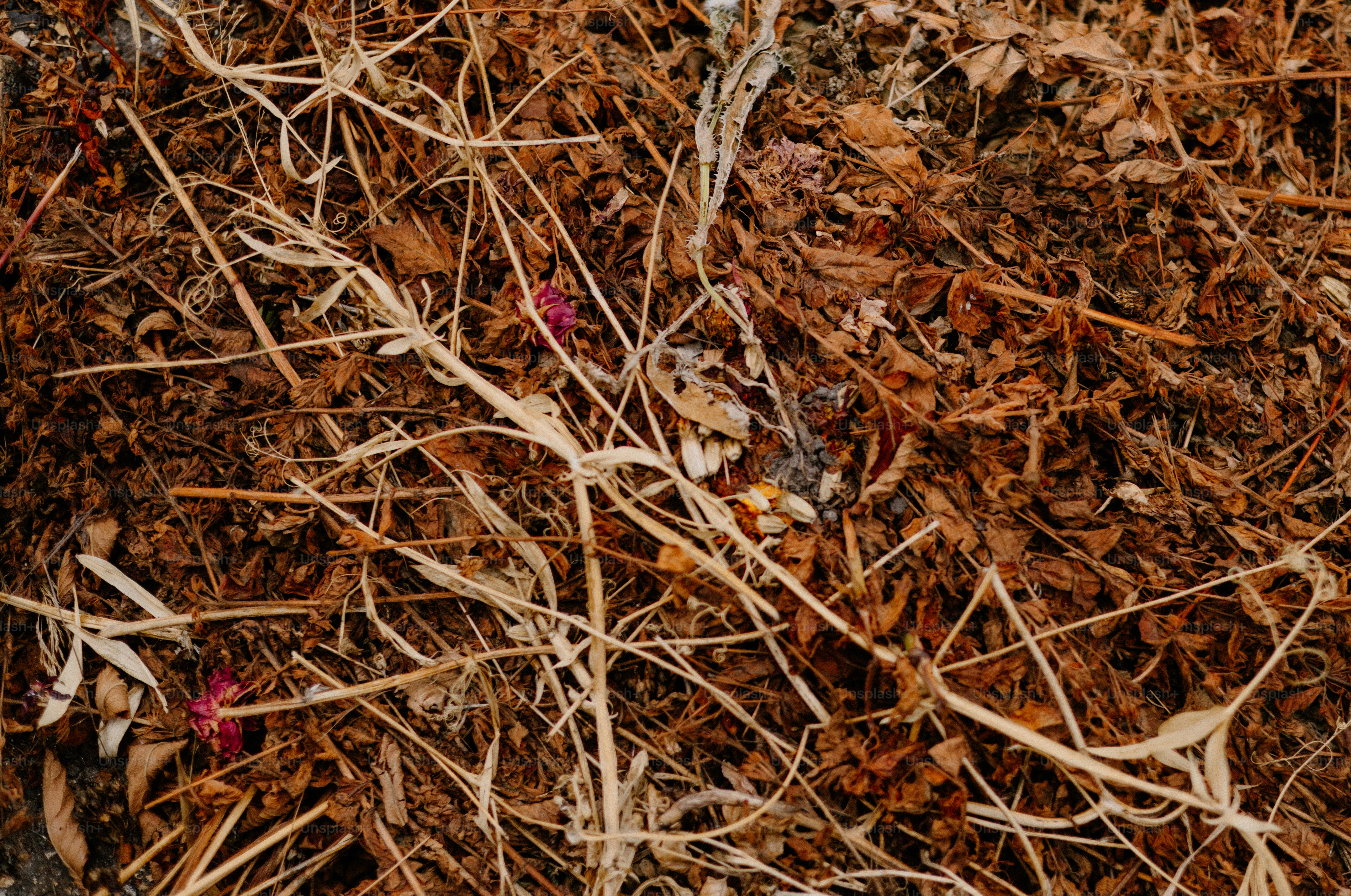 A close-up view of brown mulch.