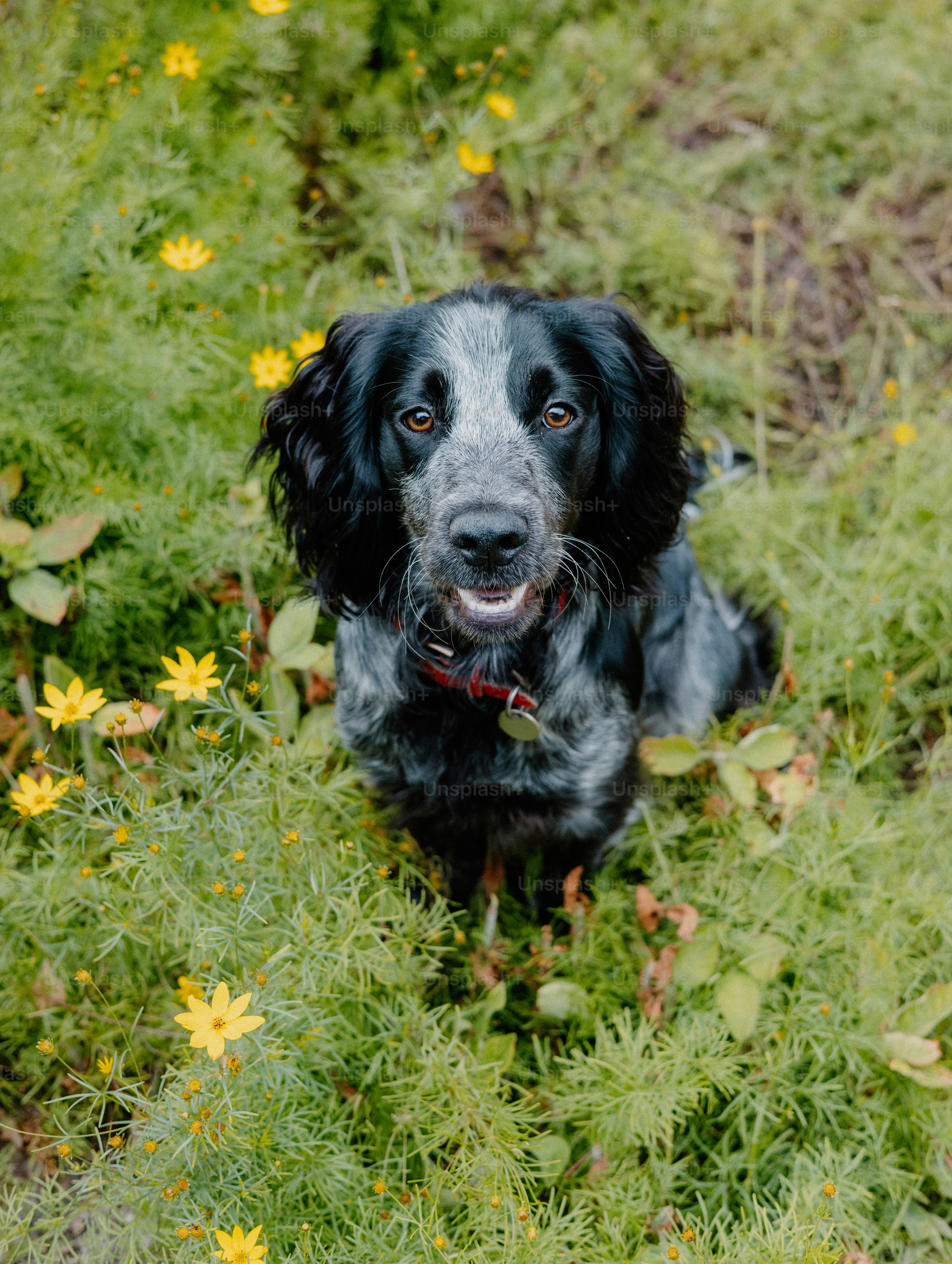 A happy dog sits among flowers and greenery.