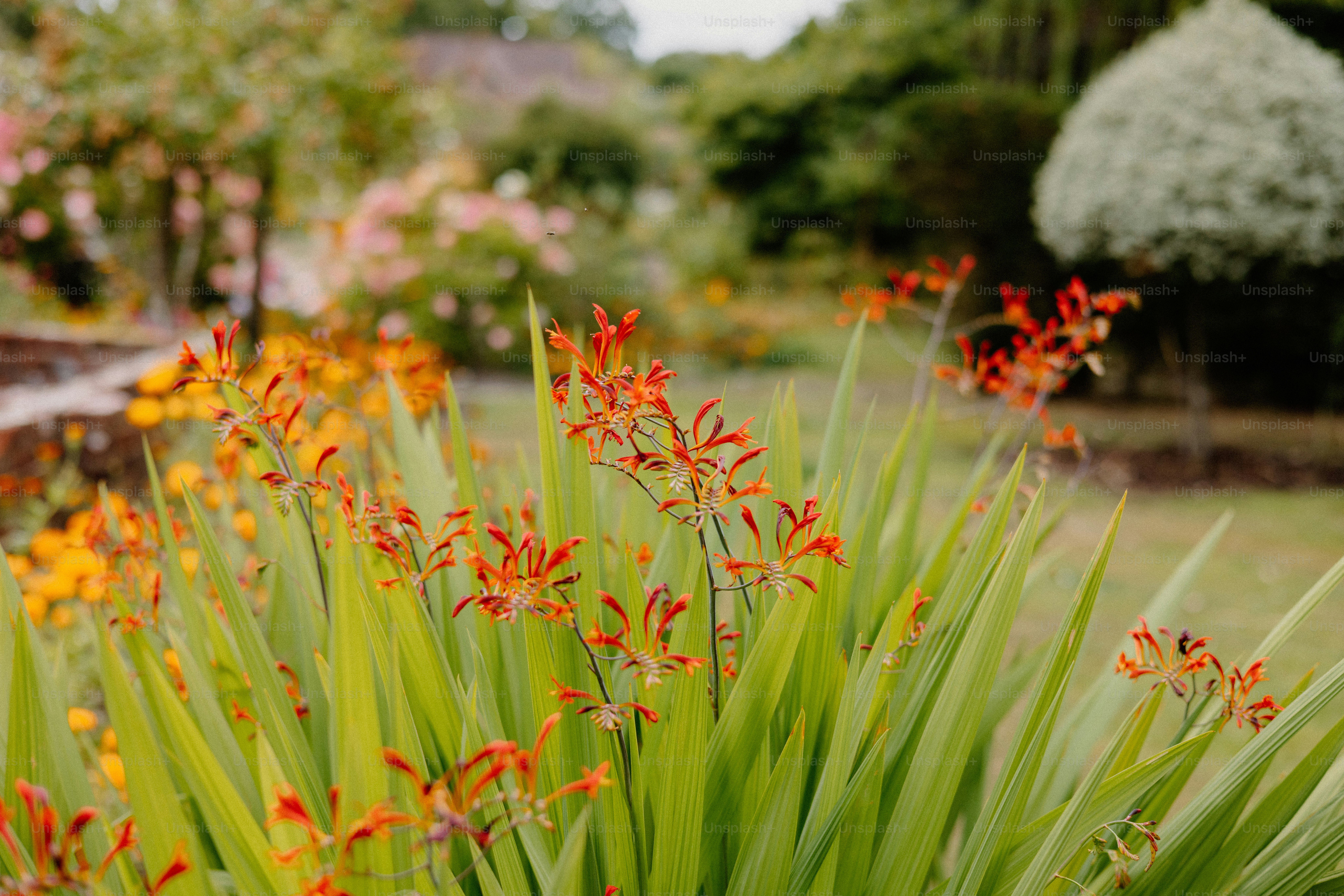 Orange flowers bloom in a lovely garden.