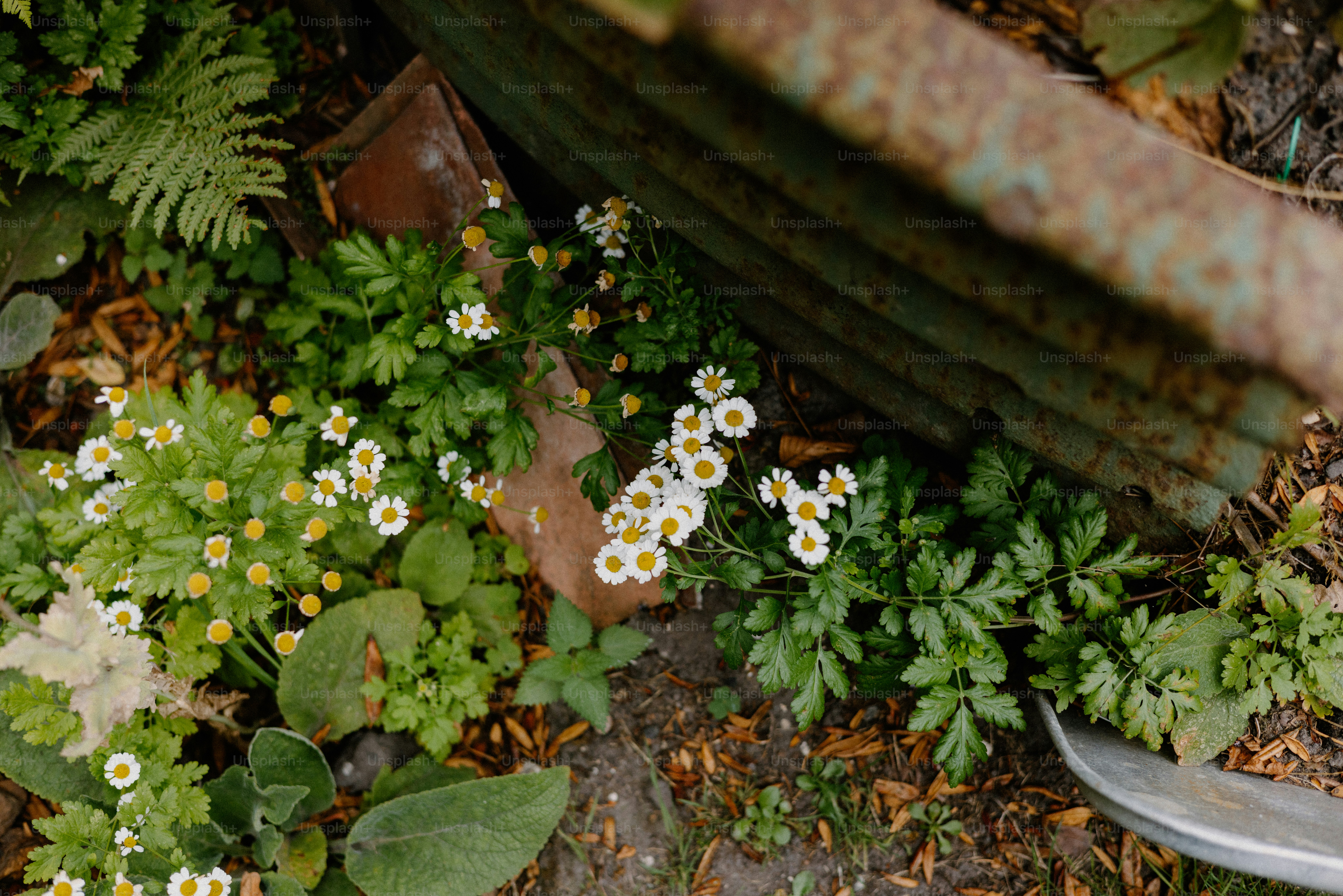 White flowers and greenery grow near a rusty container.