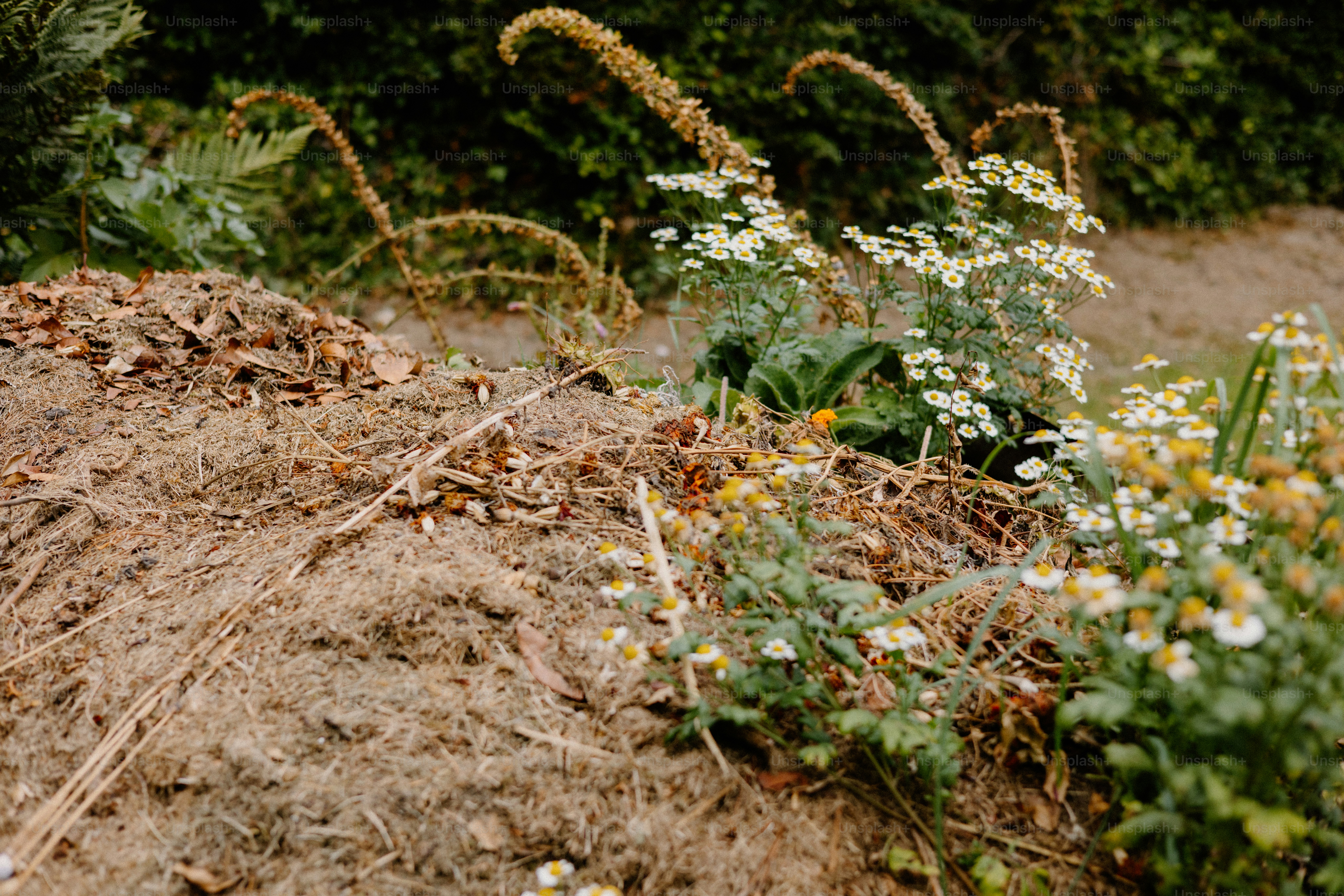 A garden bed with various plants.