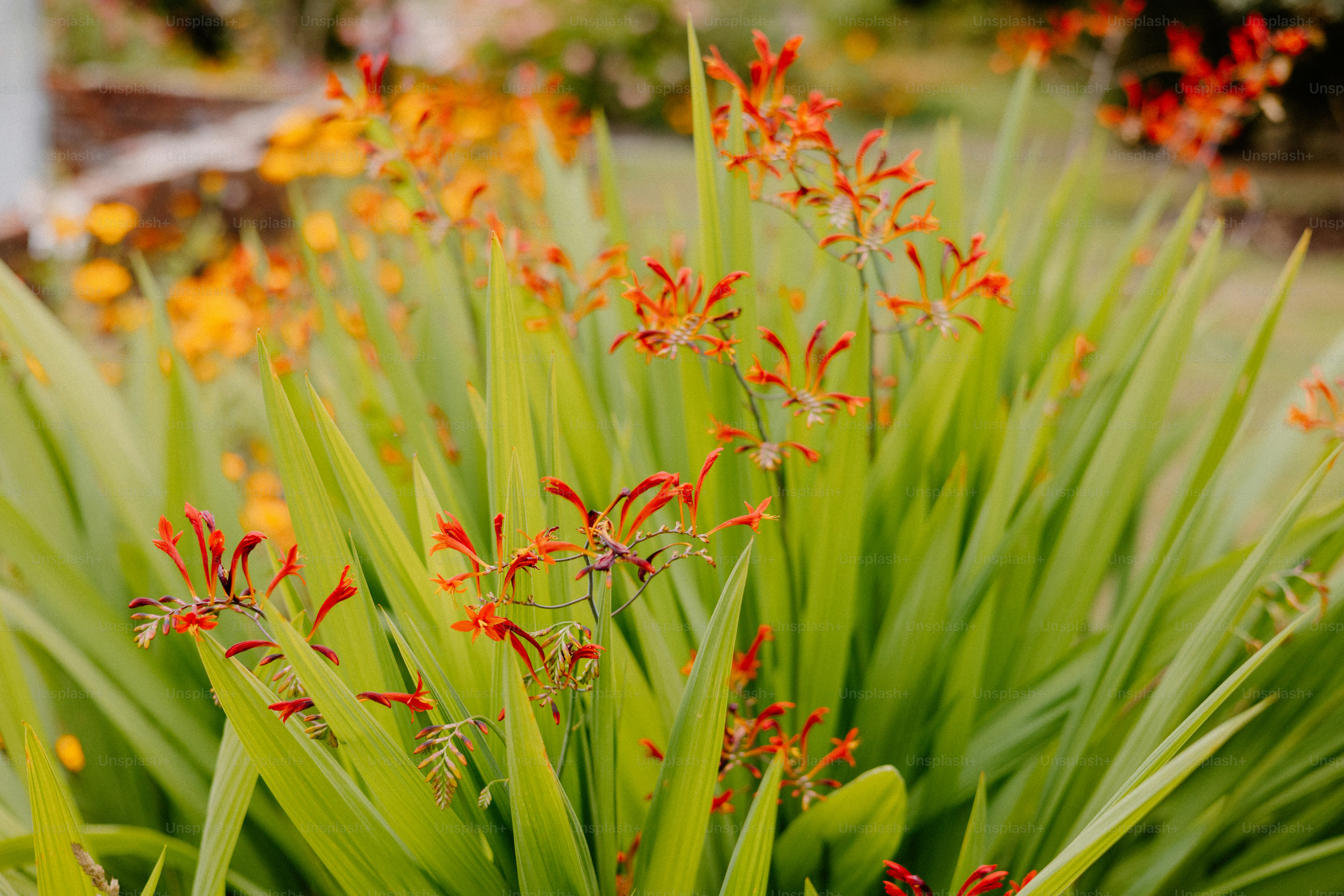 Red flowers bloom amongst green leaves.