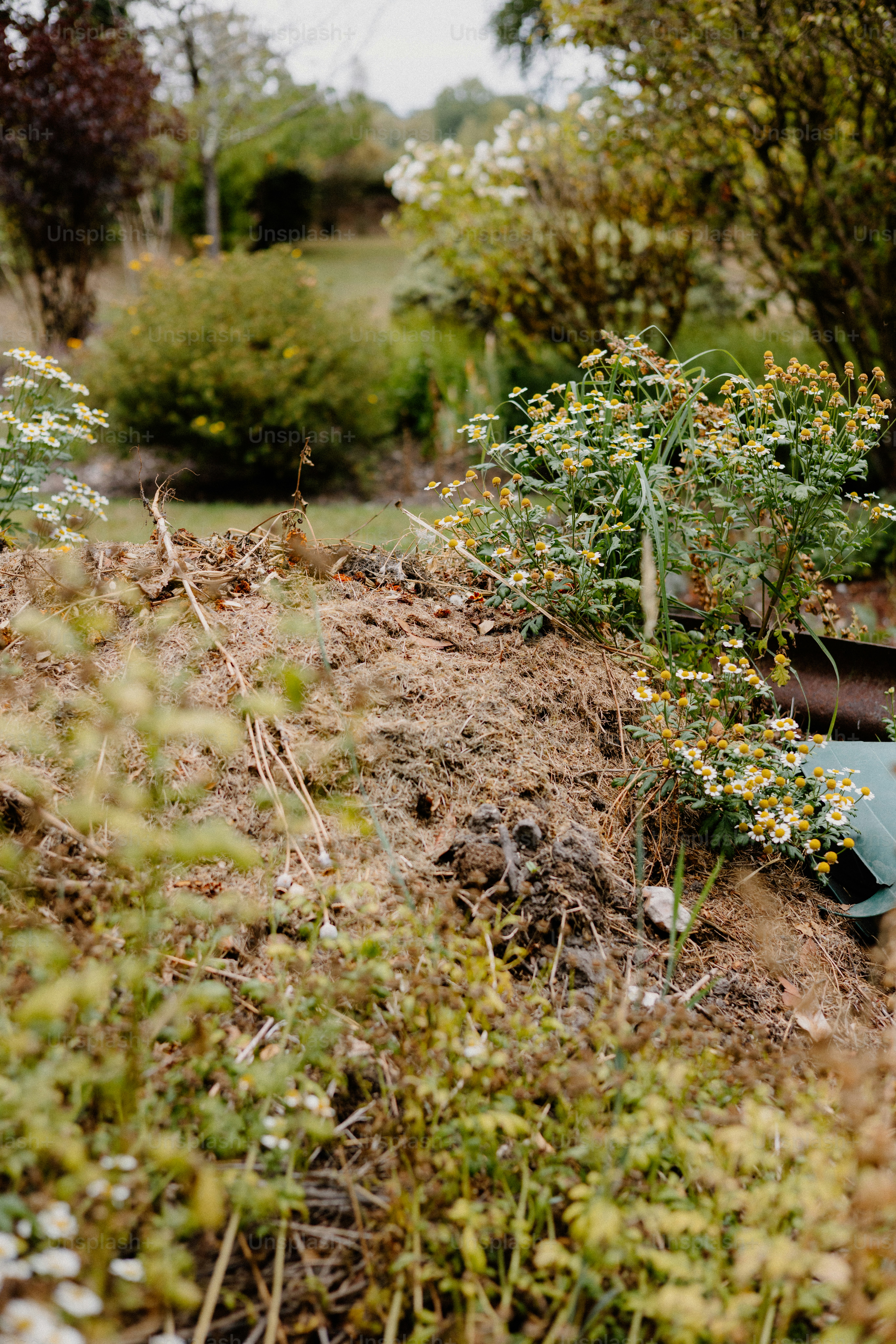 A compost pile sits in a vibrant garden.