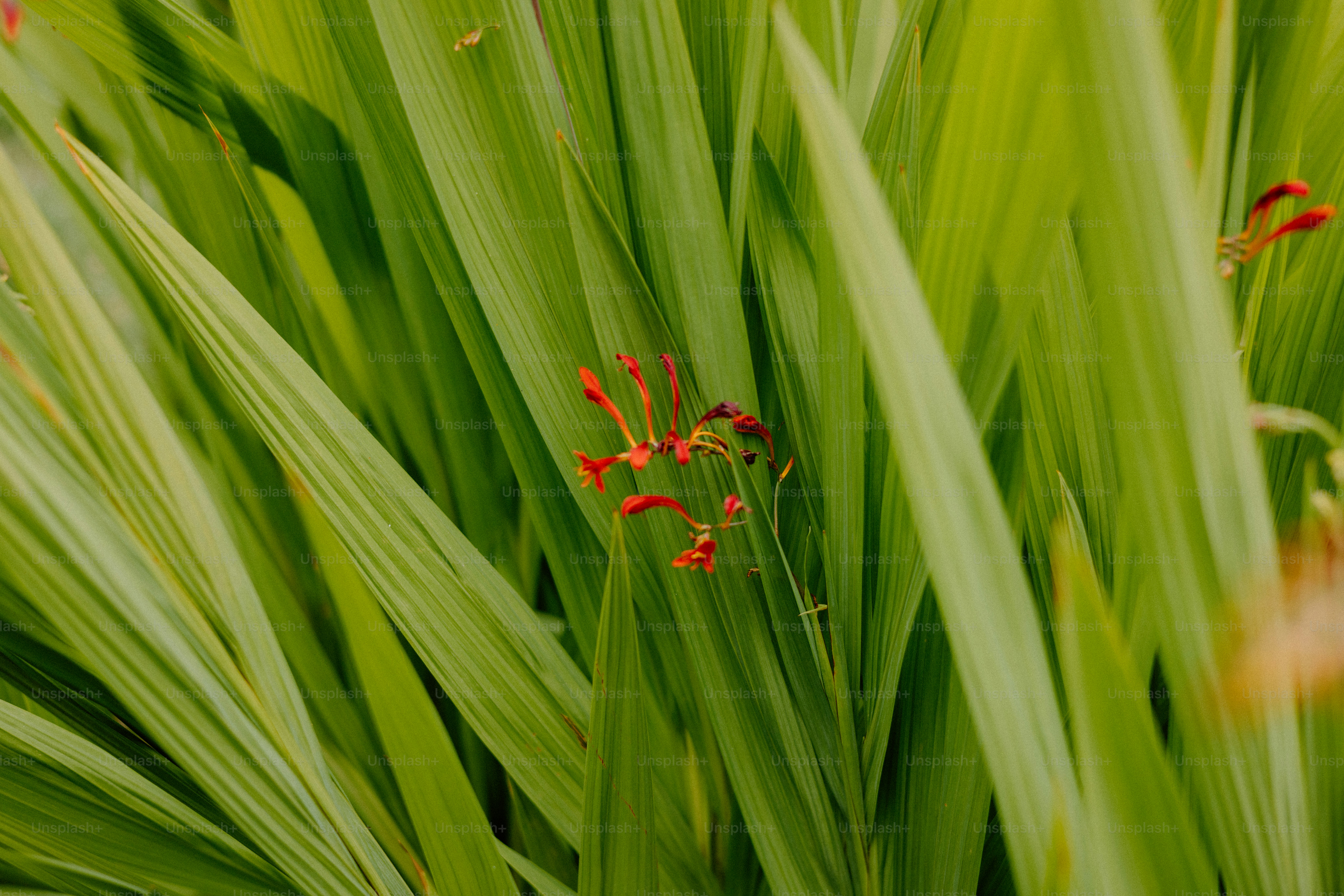 Green foliage surrounds a small, orange flower.