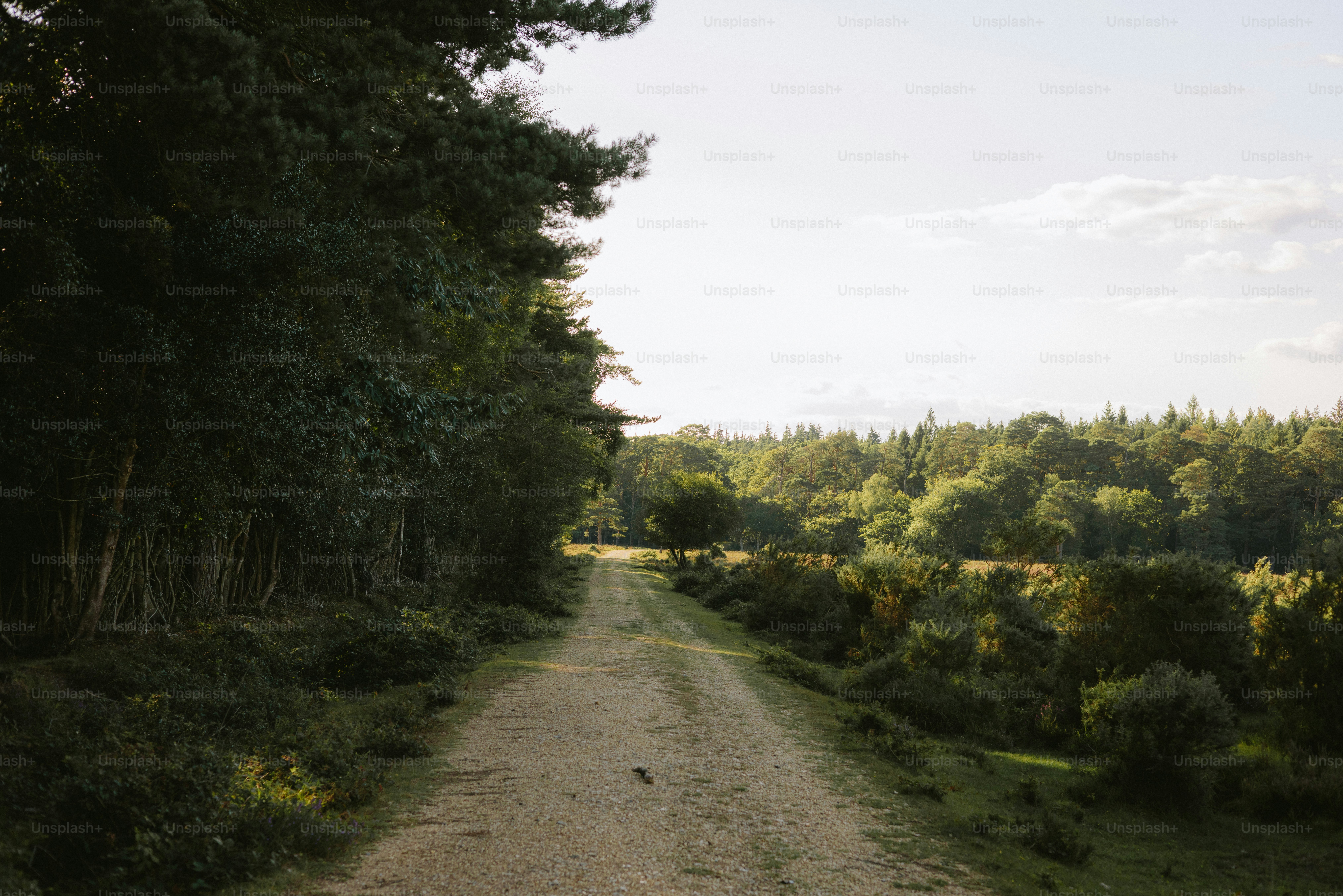 Ein Schotterweg schlängelt sich durch einen üppigen Wald.