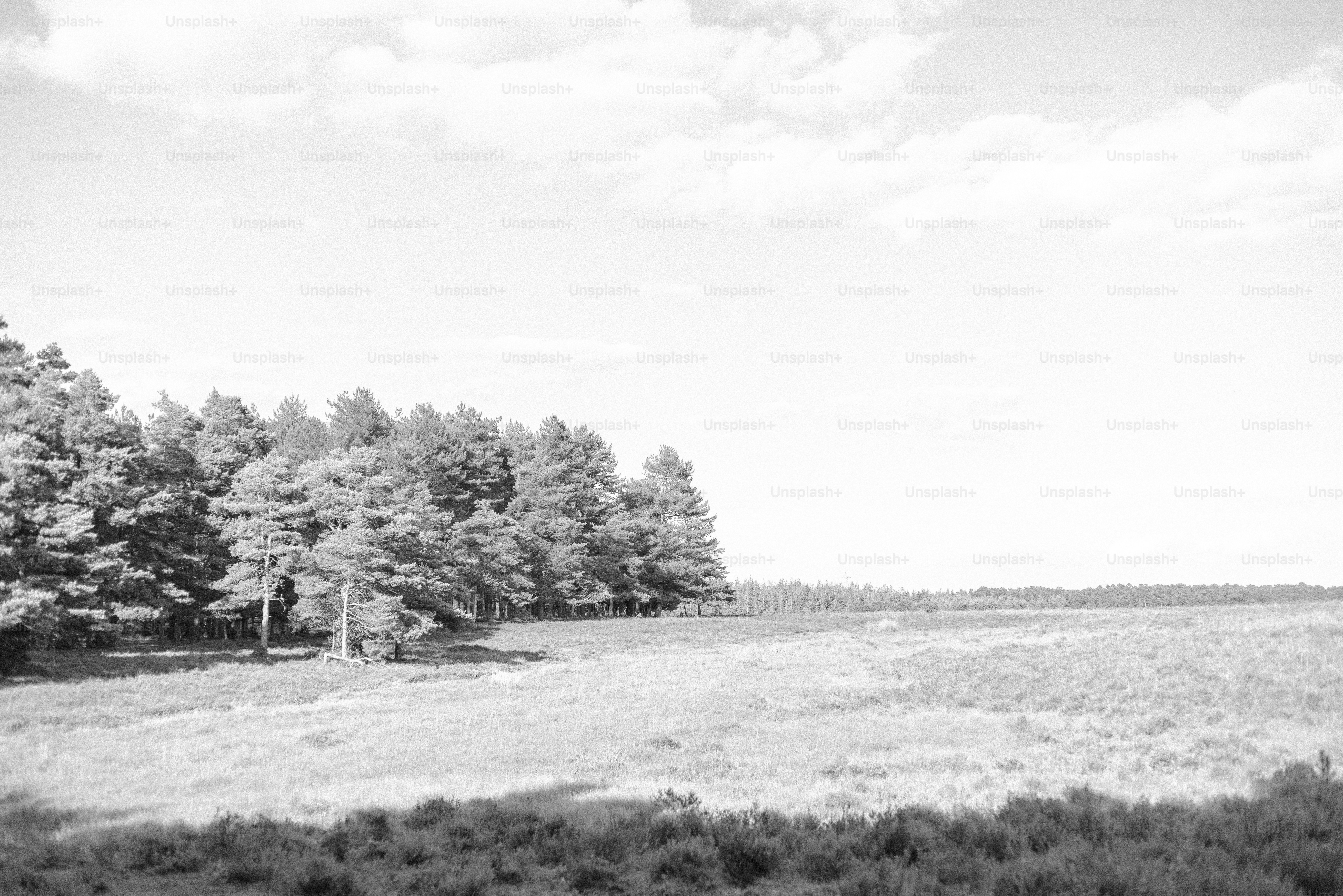 Los árboles se encuentran junto a un campo cubierto de hierba.