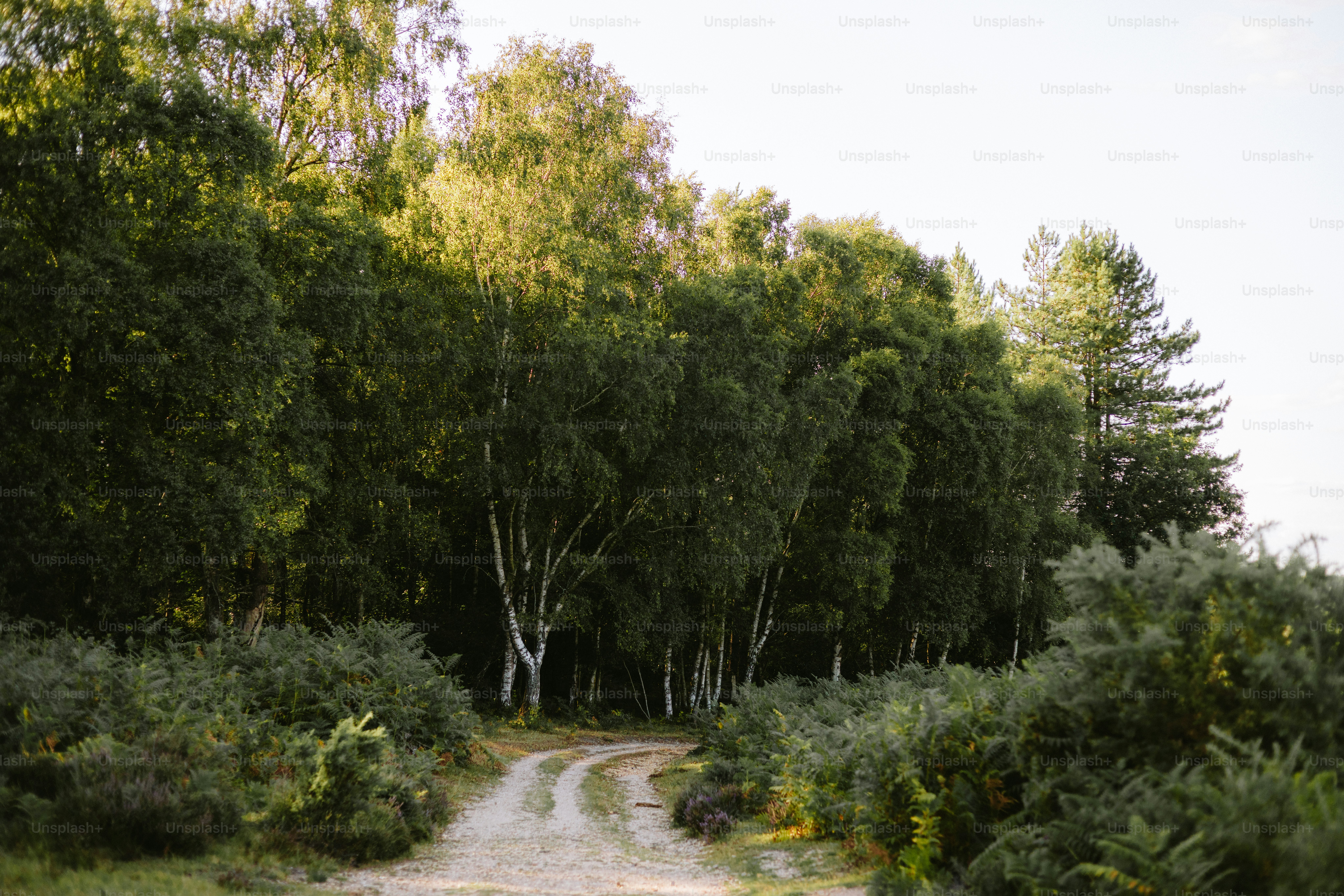 A winding dirt road leads into a lush forest.