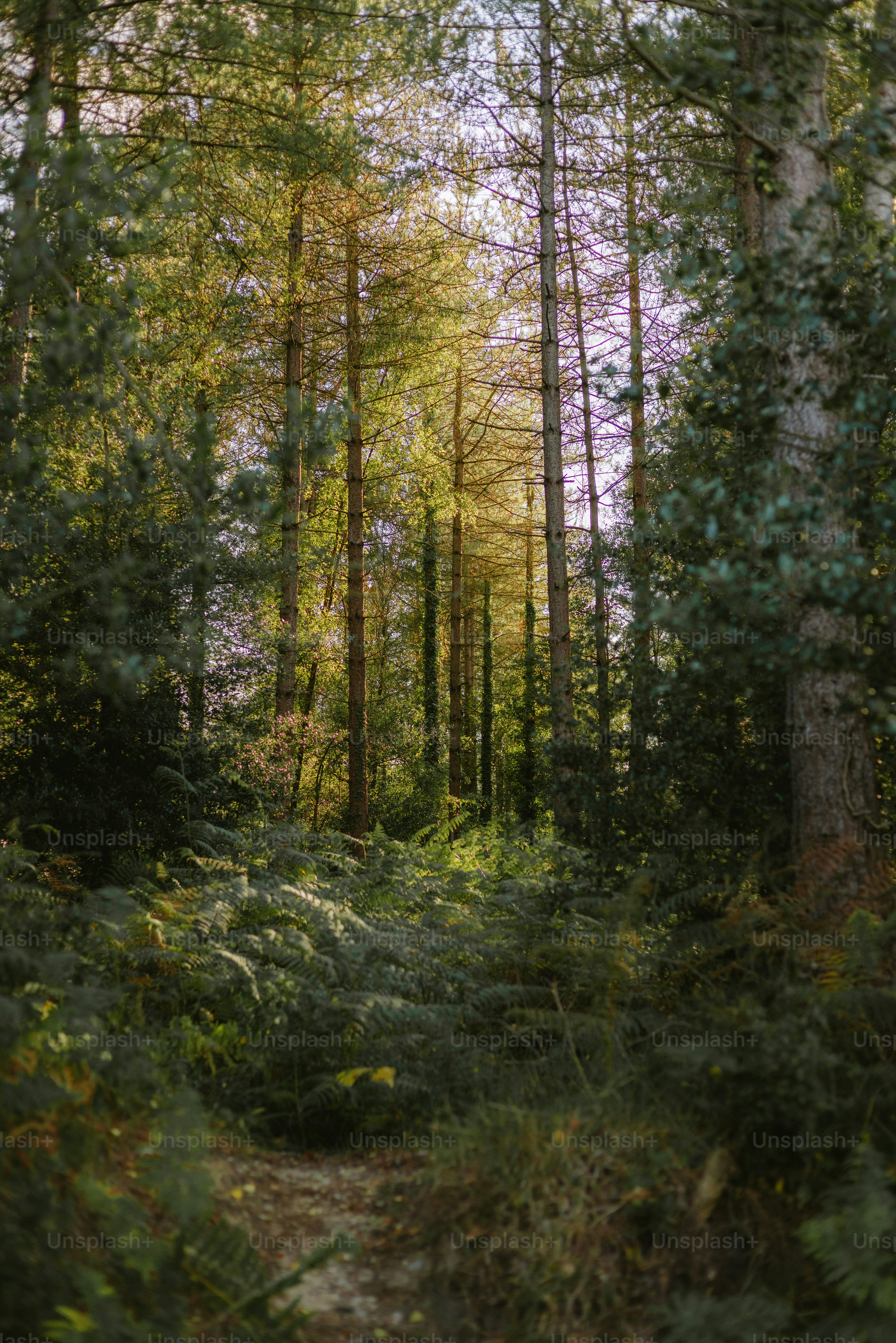 Sutton Forest, New South Wales