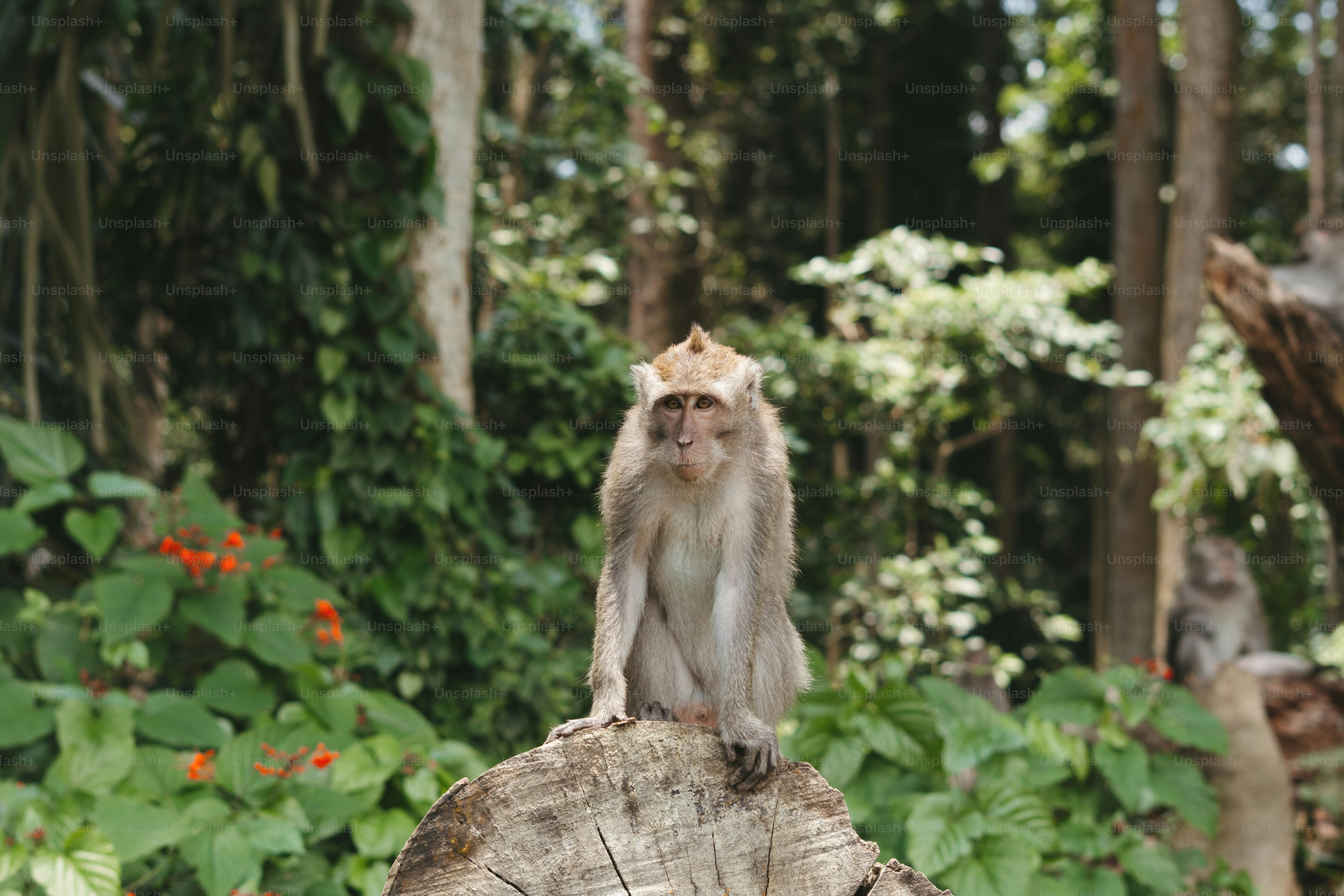 A monkey sits on a log in a forest.