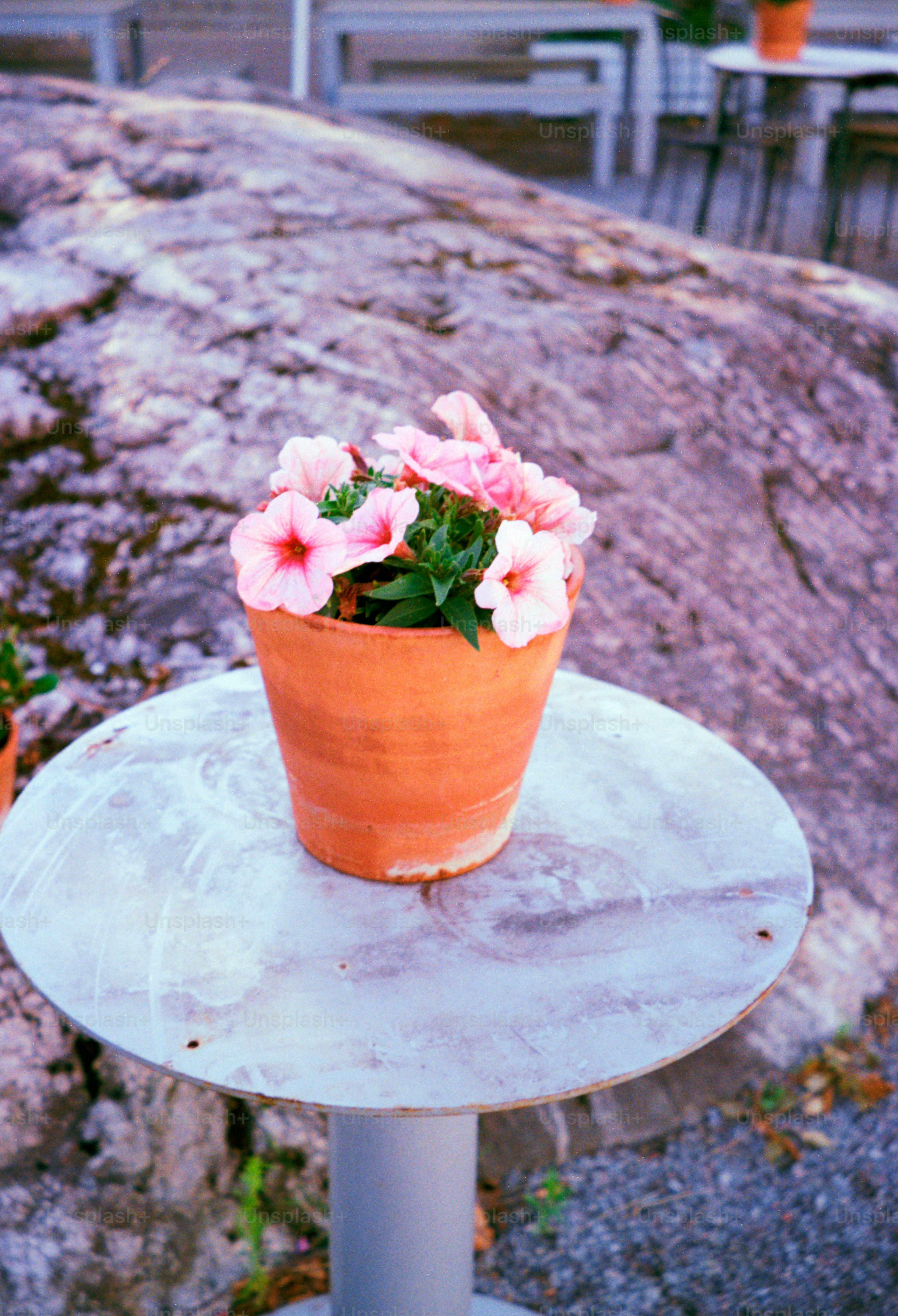 Pink flowers bloom in a terra cotta pot.