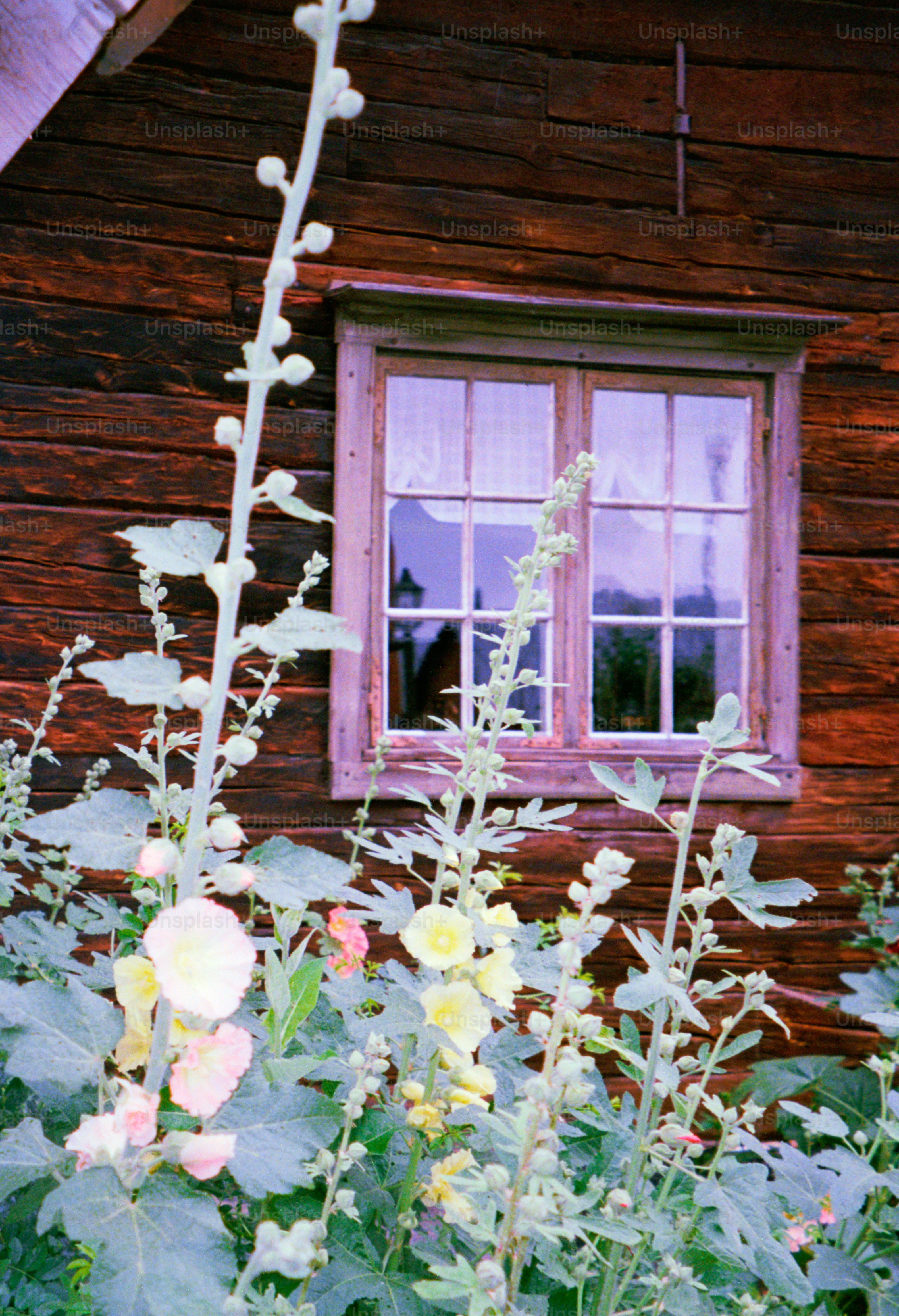 Flowers bloom in front of a rustic wooden house.