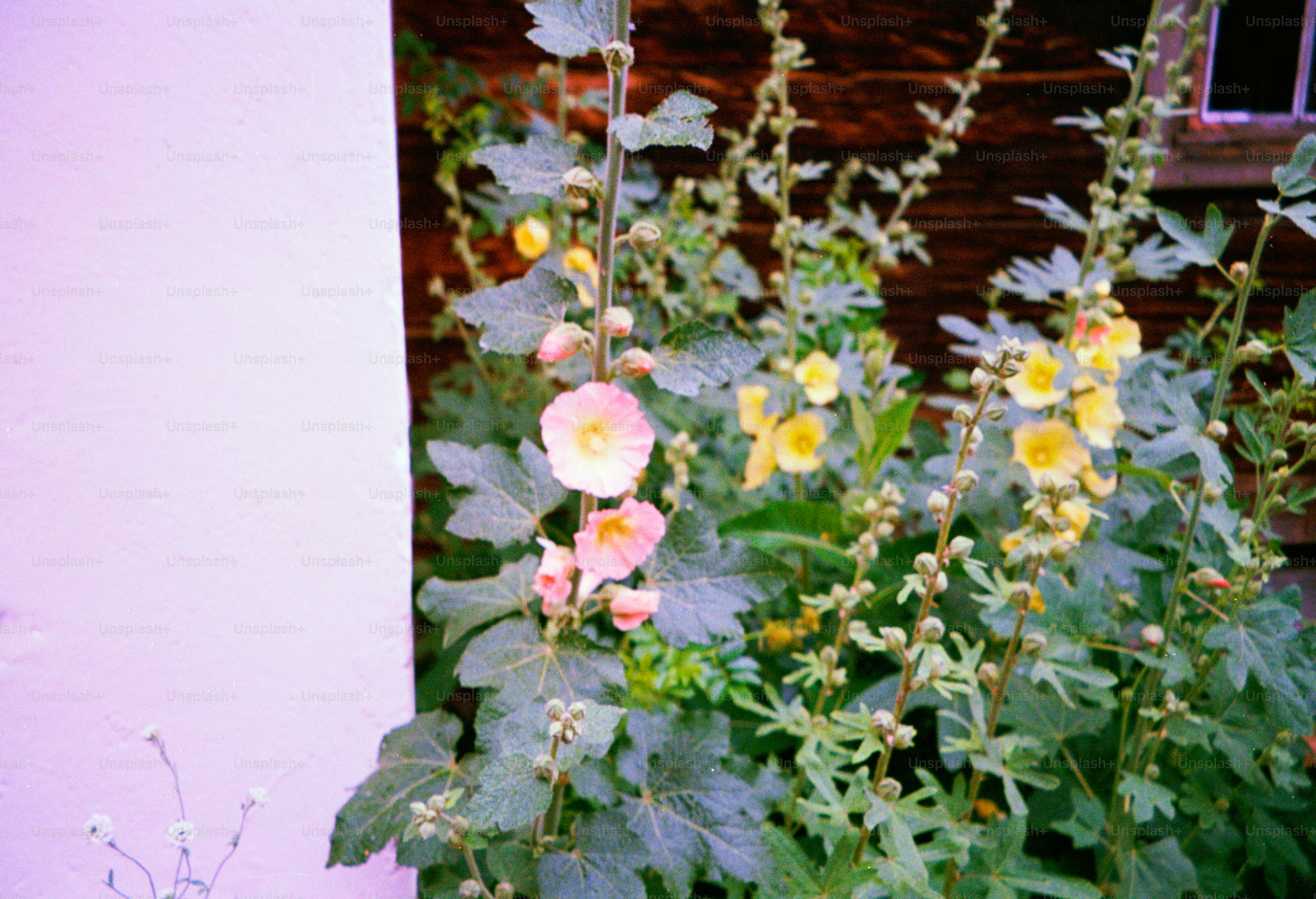 Pink and yellow flowers bloom among lush greenery.
