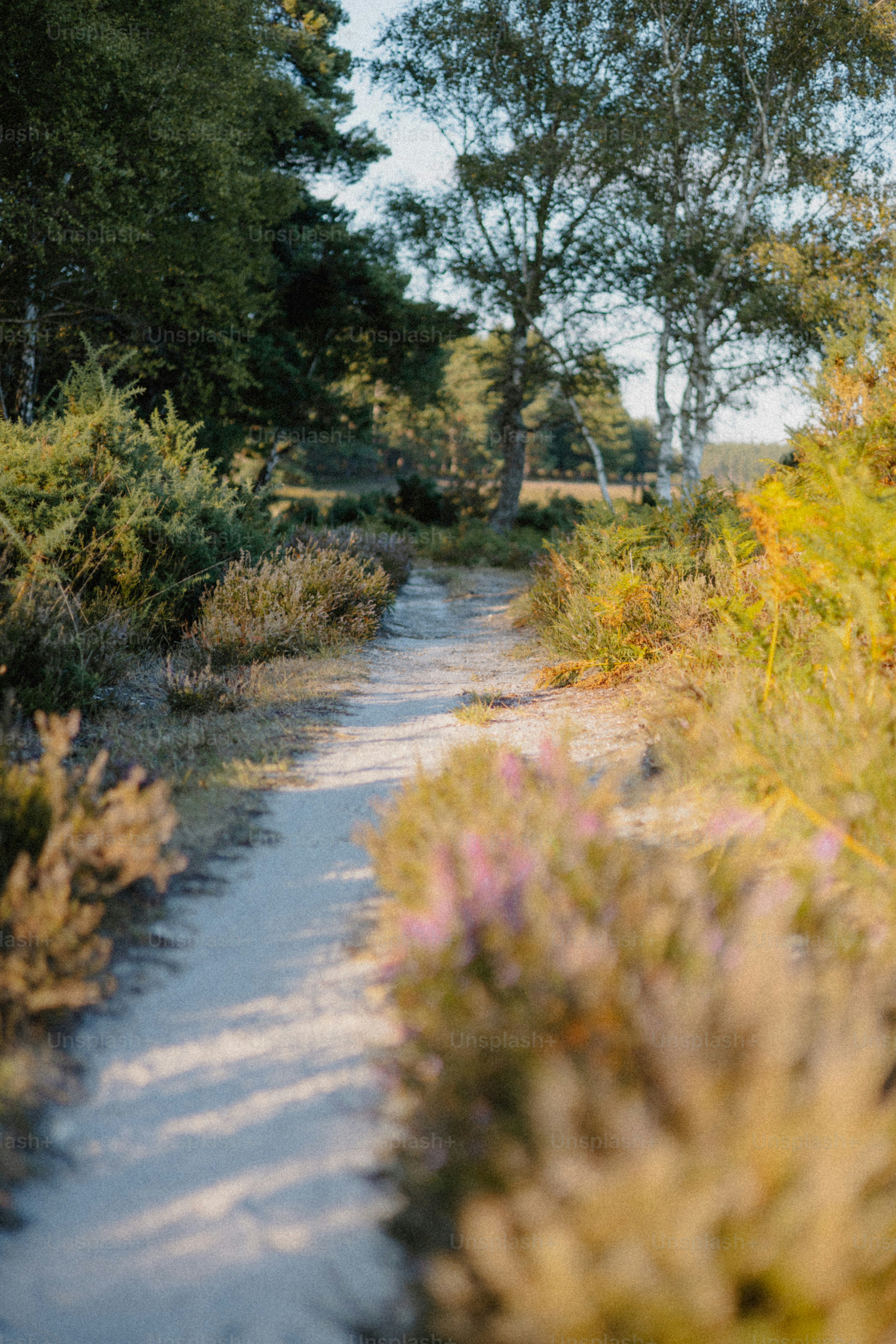A sandy path leads through a lush forest. photo – Forest Image on Unsplash