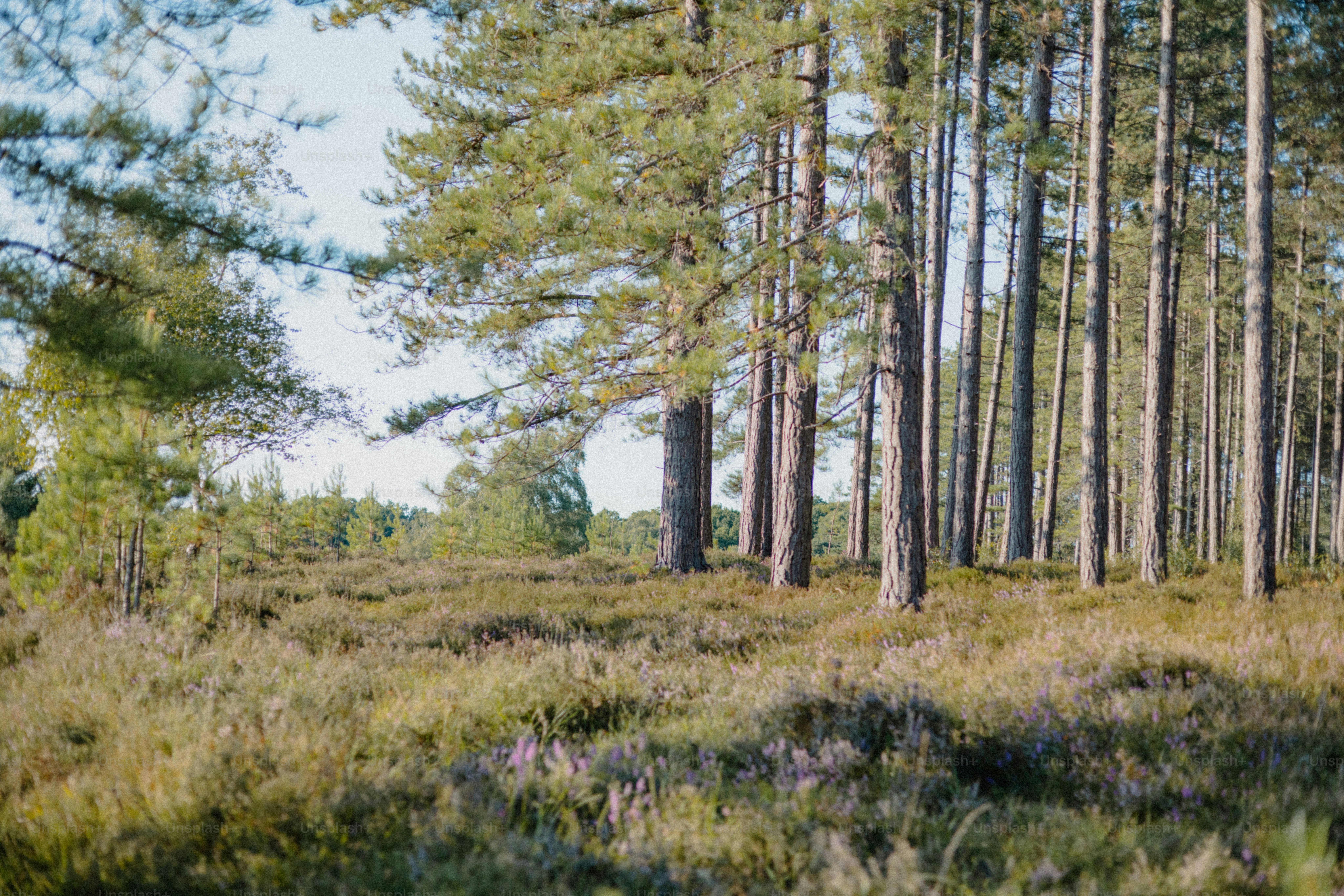 A serene lakeside scene with tall pine trees along the shore, mirrored  perfectly in the still water. Bright blue sky and wispy clouds enhance the  peac Stock Photo - Alamy, image size:3000x2001