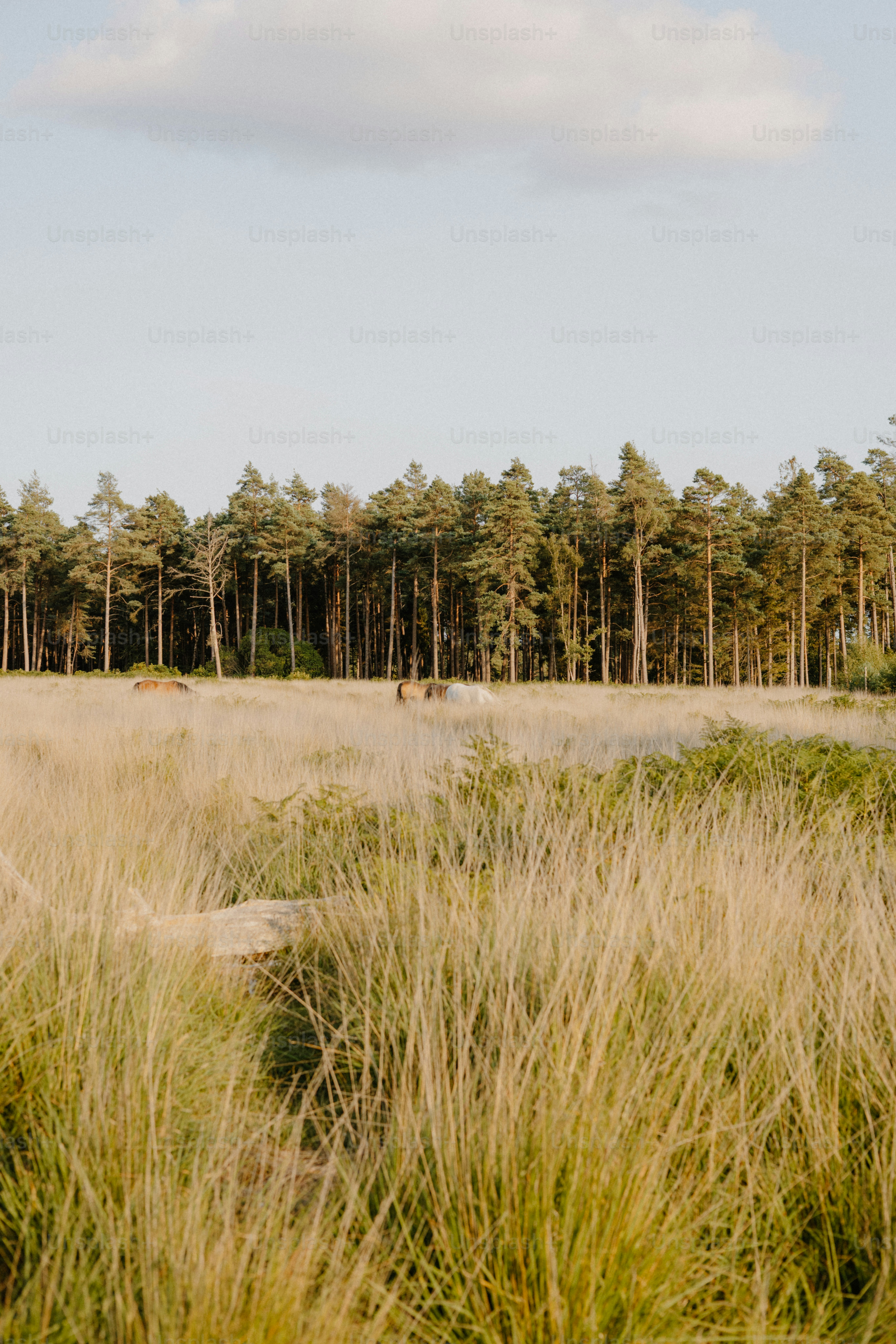 Tall grasses in a field with pine trees in background