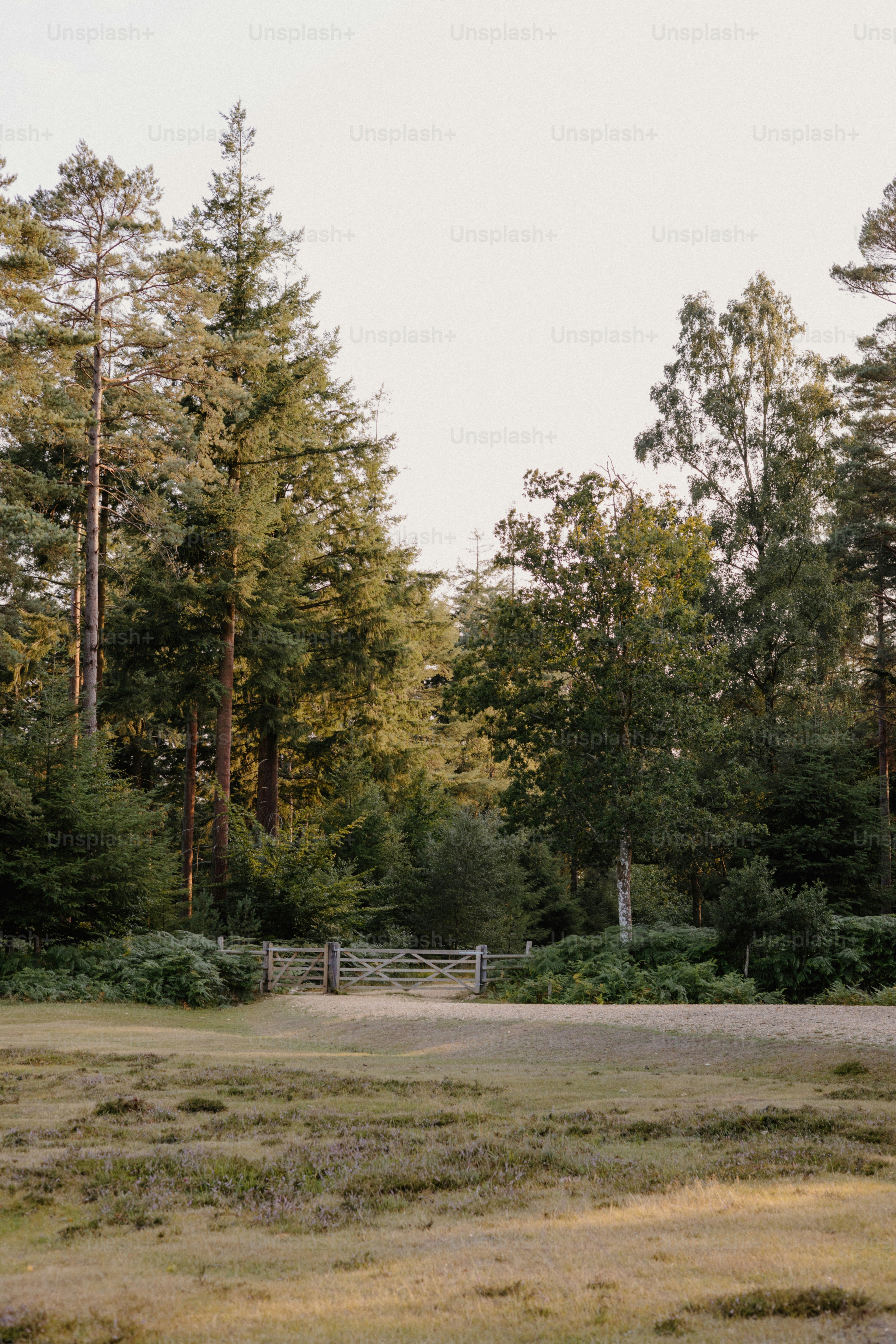 A forest path leads to a gate.
