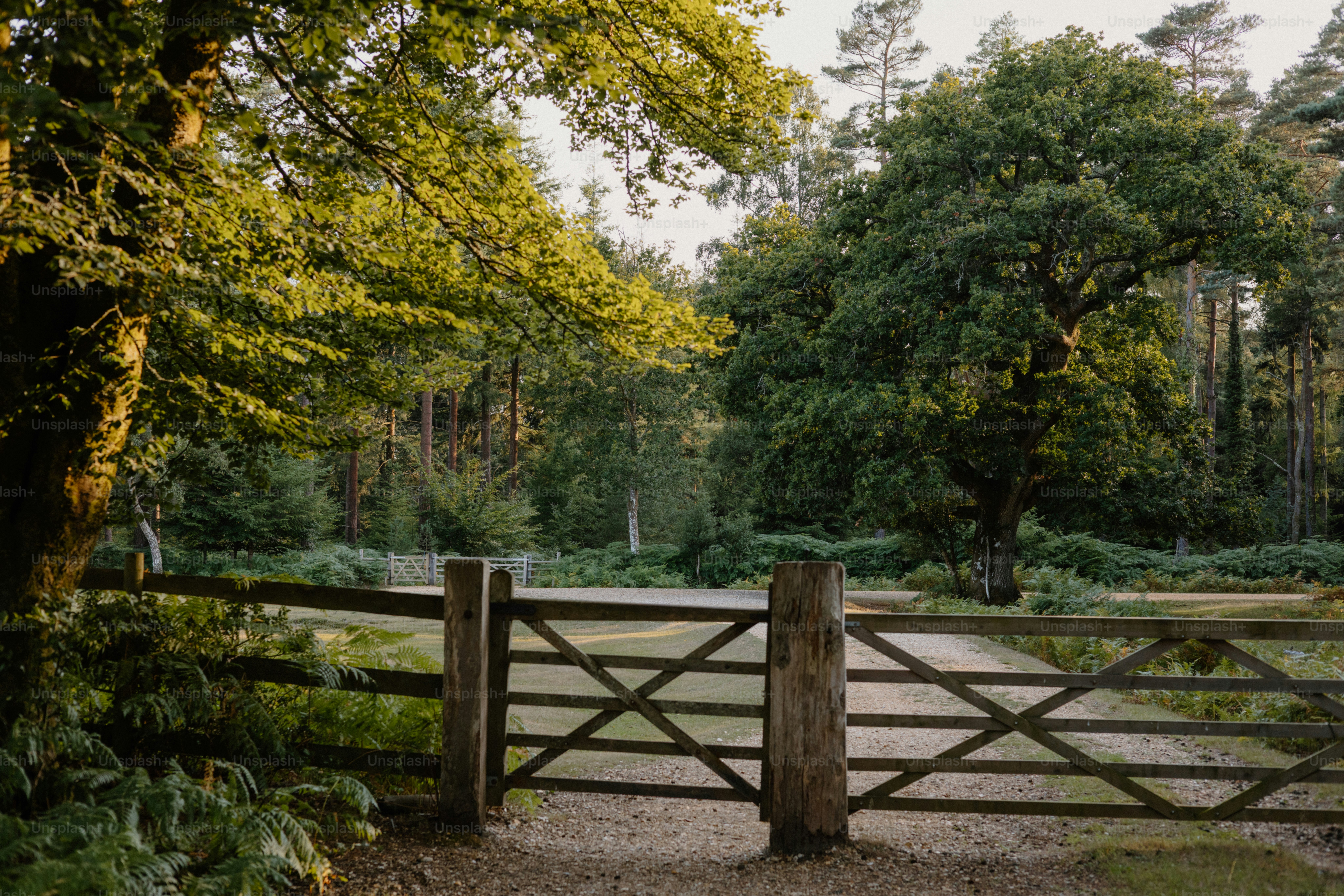 A wooden gate leads to a scenic forest path.