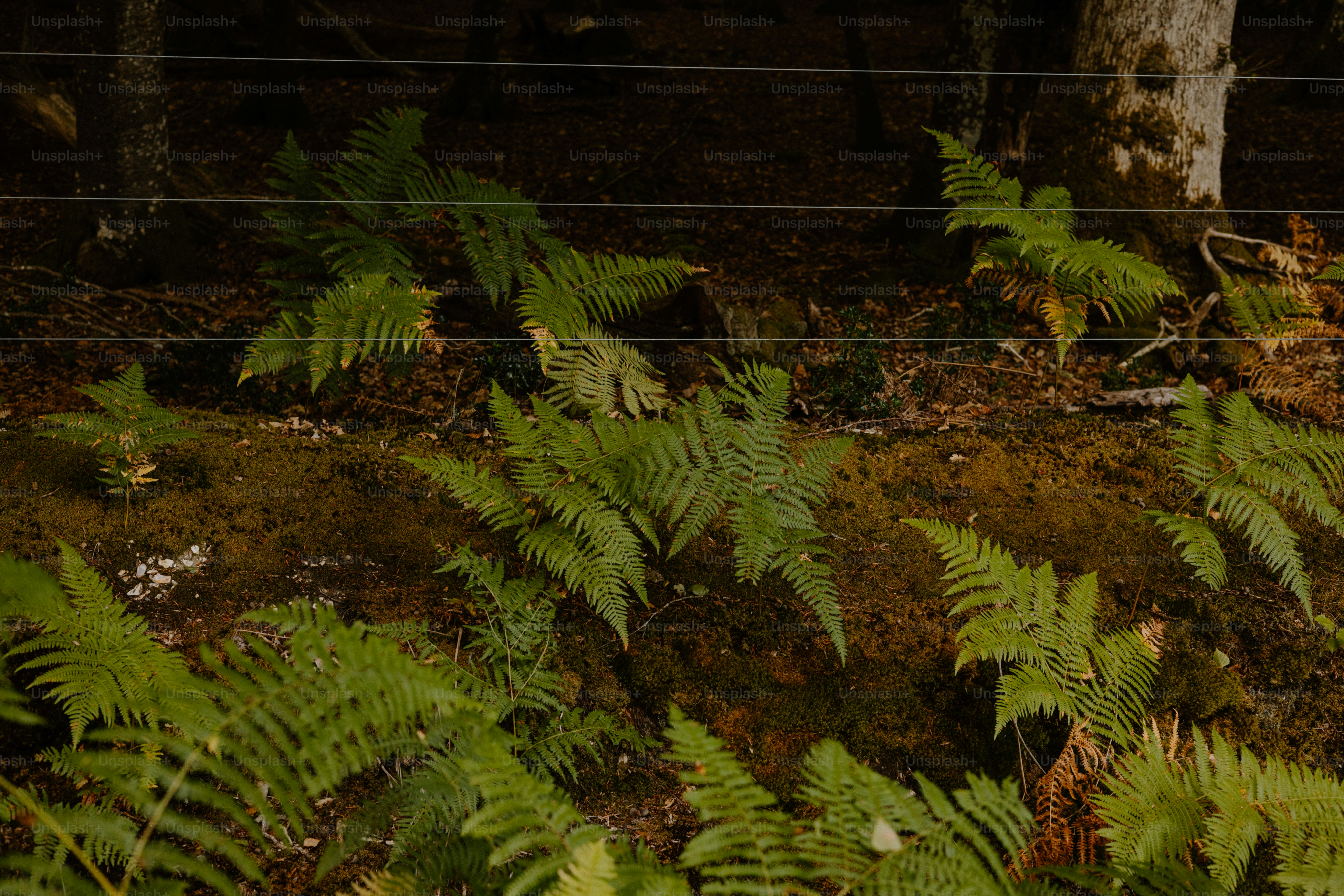 Ferns grow in the forest along a fence.
