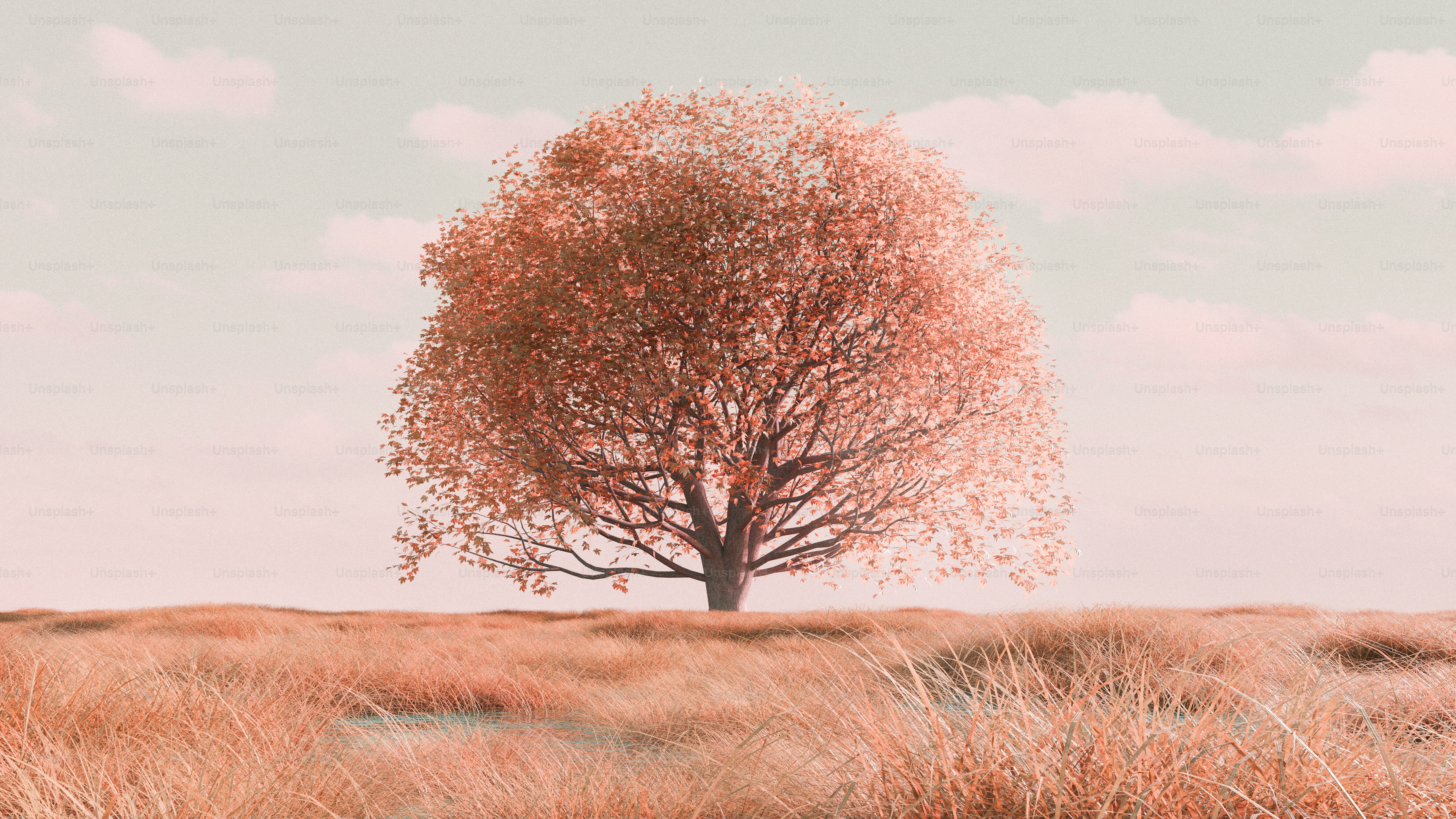 A solitary tree stands in a field of tall grass. photo – Autumn Image ...