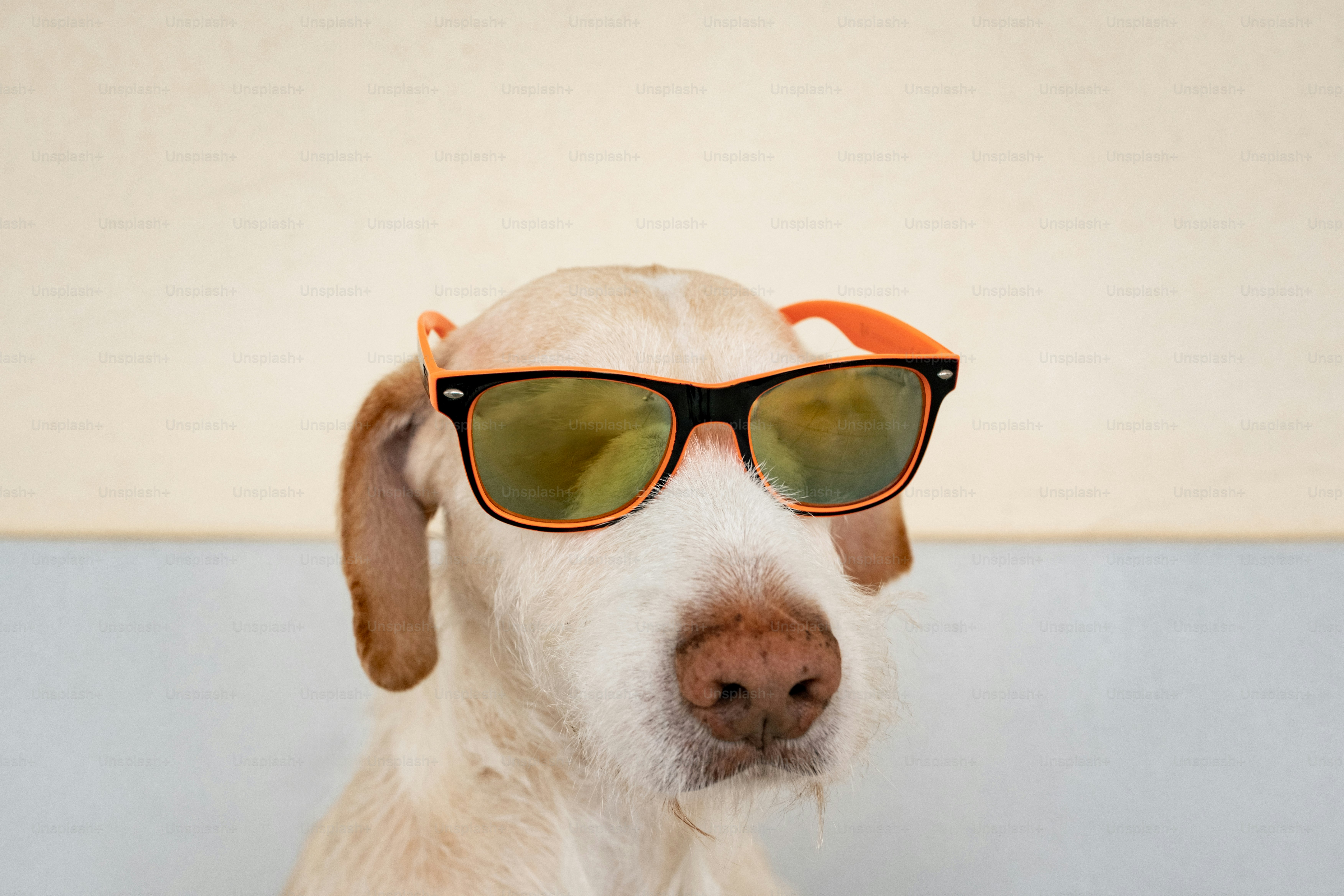 A dog wearing sunglasses against a light background