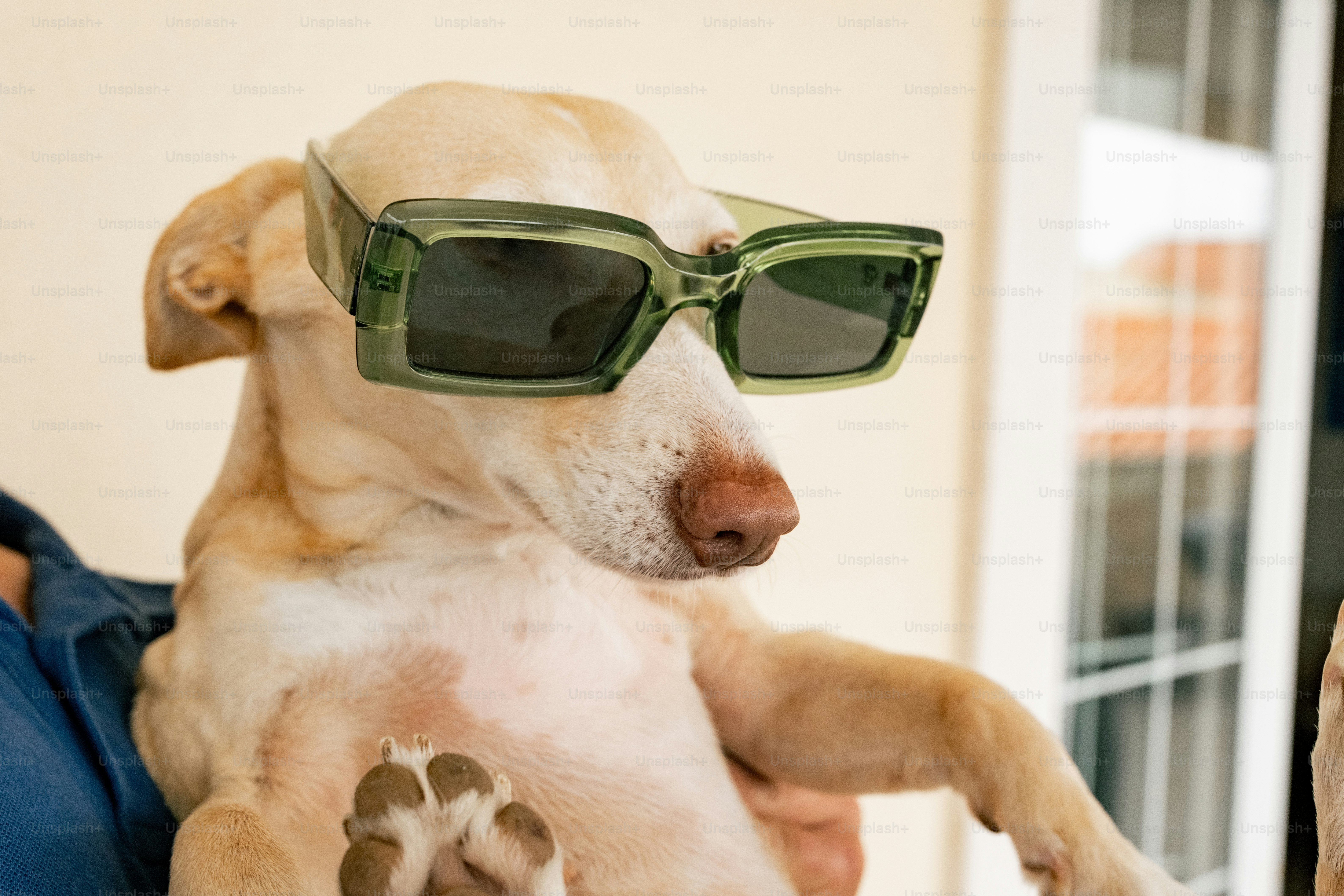 A dog wearing sunglasses sitting on a chair.