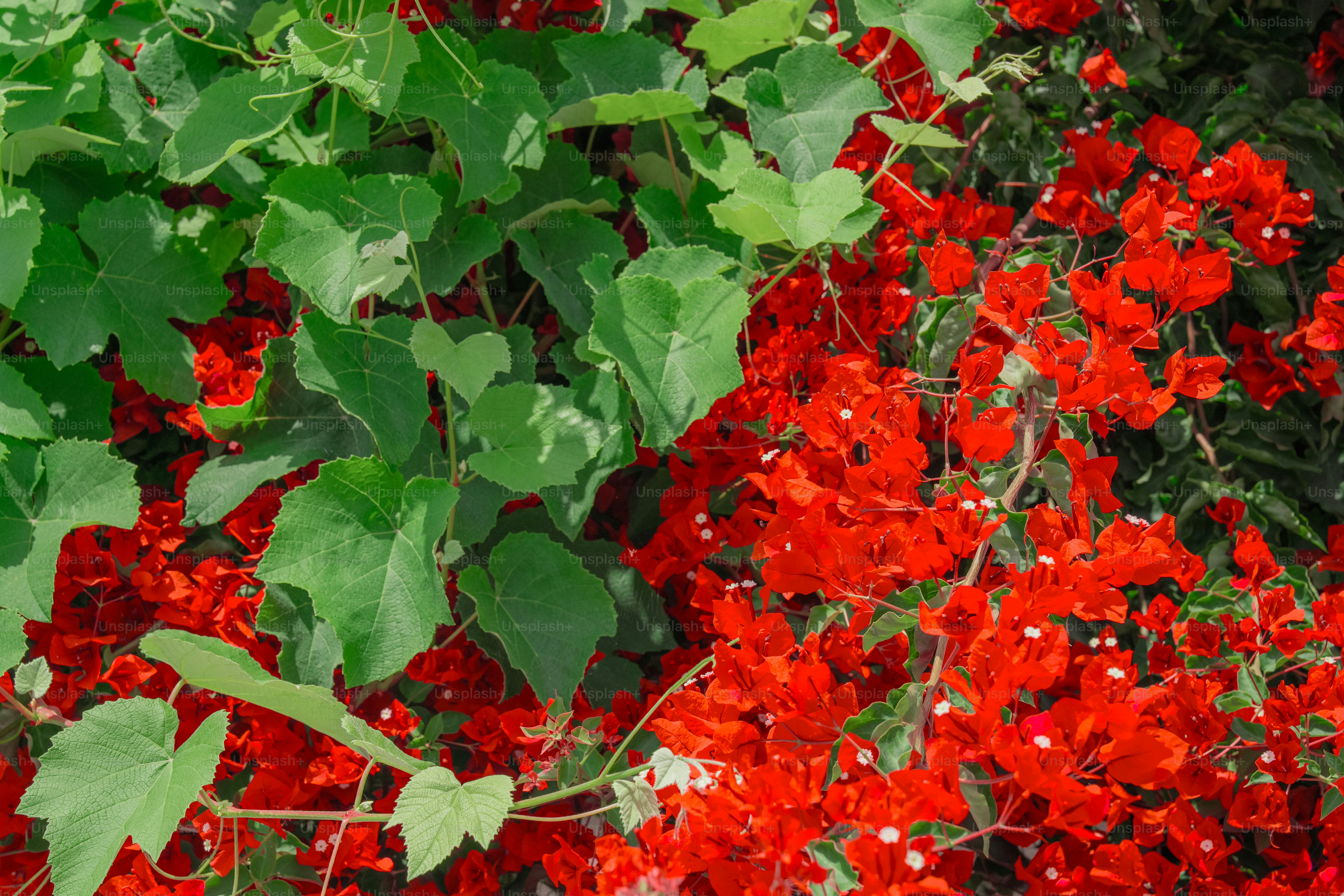 Green leaves and vibrant red flowers bloom together