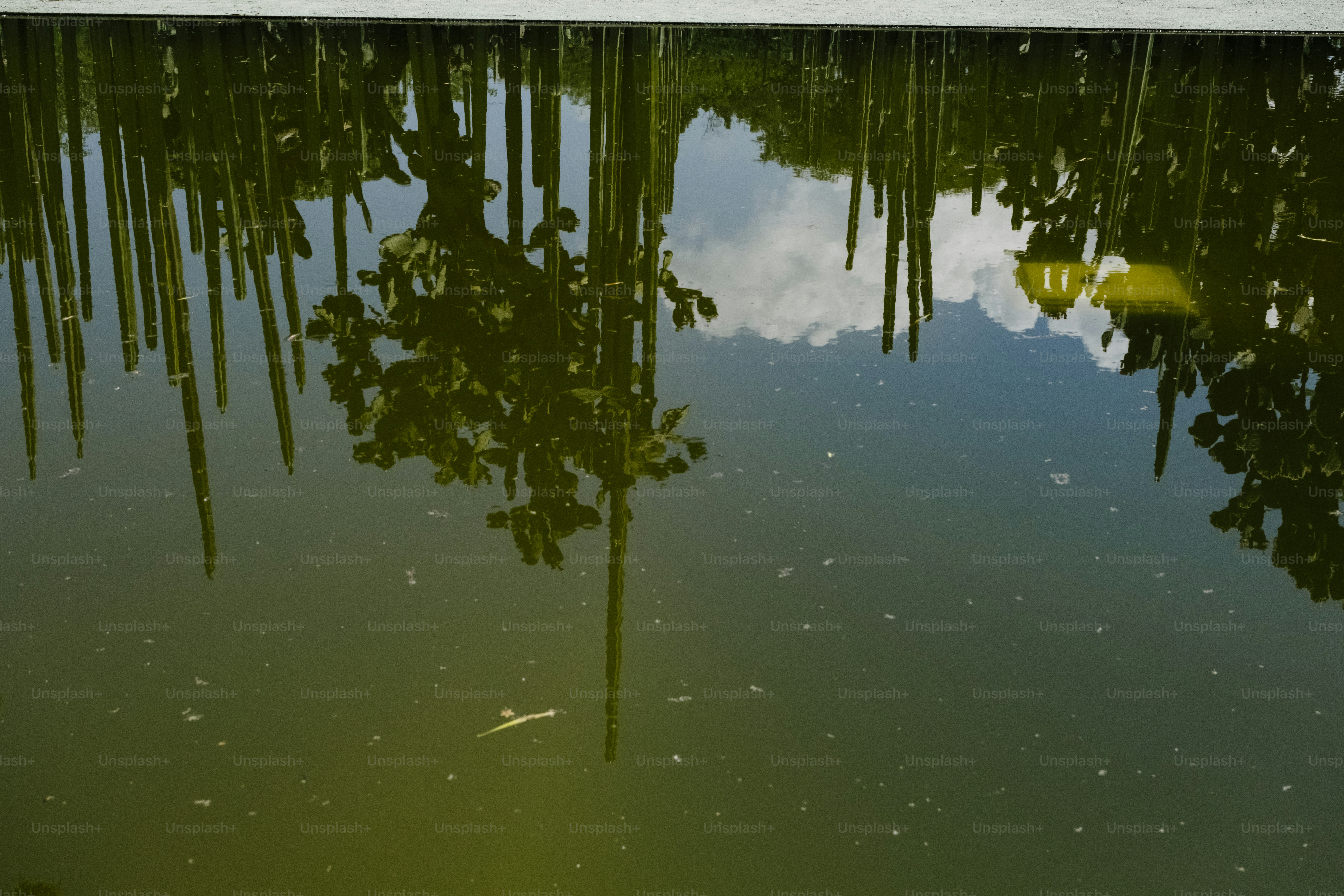 Trees reflected in calm water under a blue sky