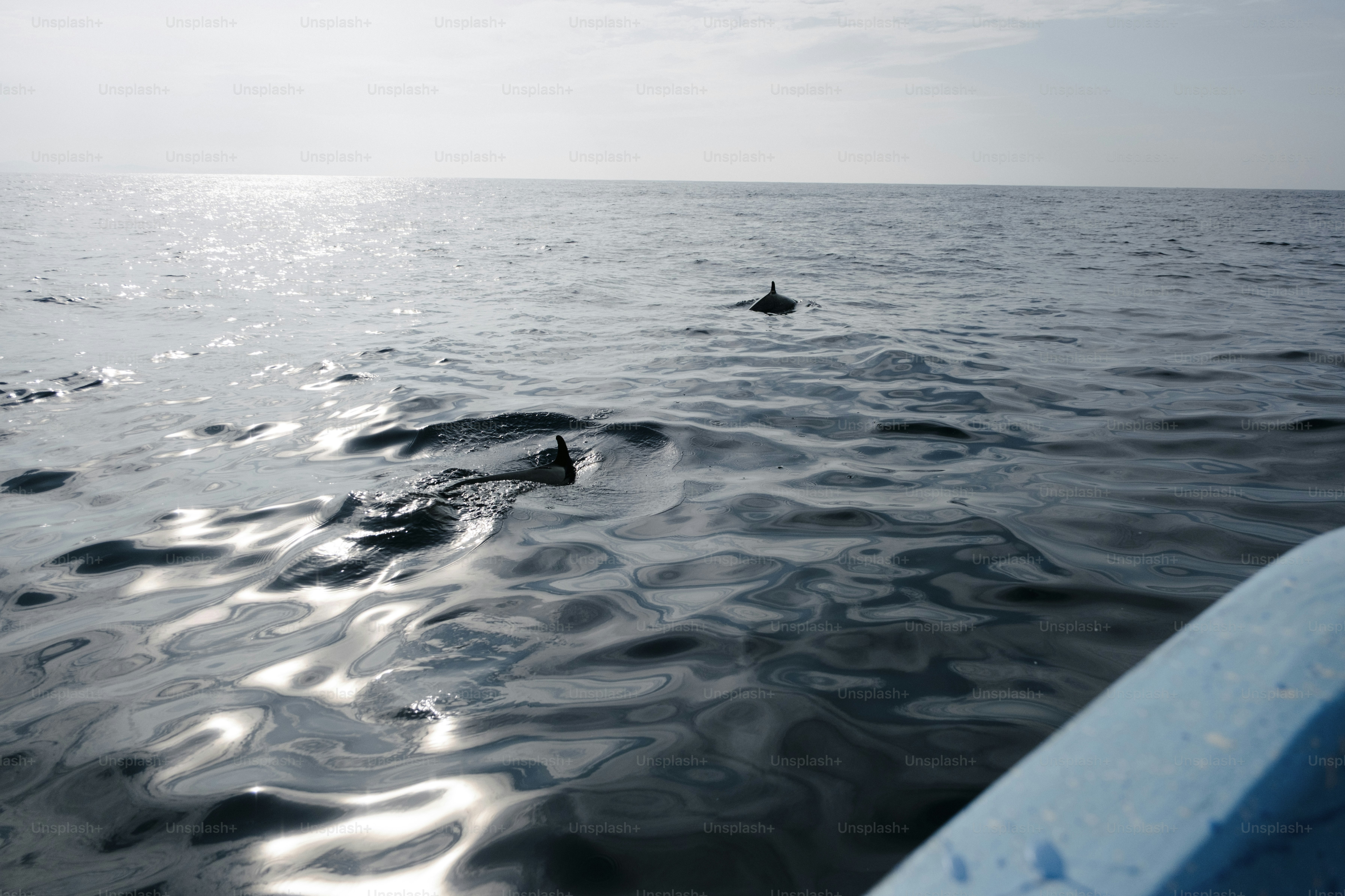Delfine, die im Meer in der Nähe eines Bootes schwimmen
