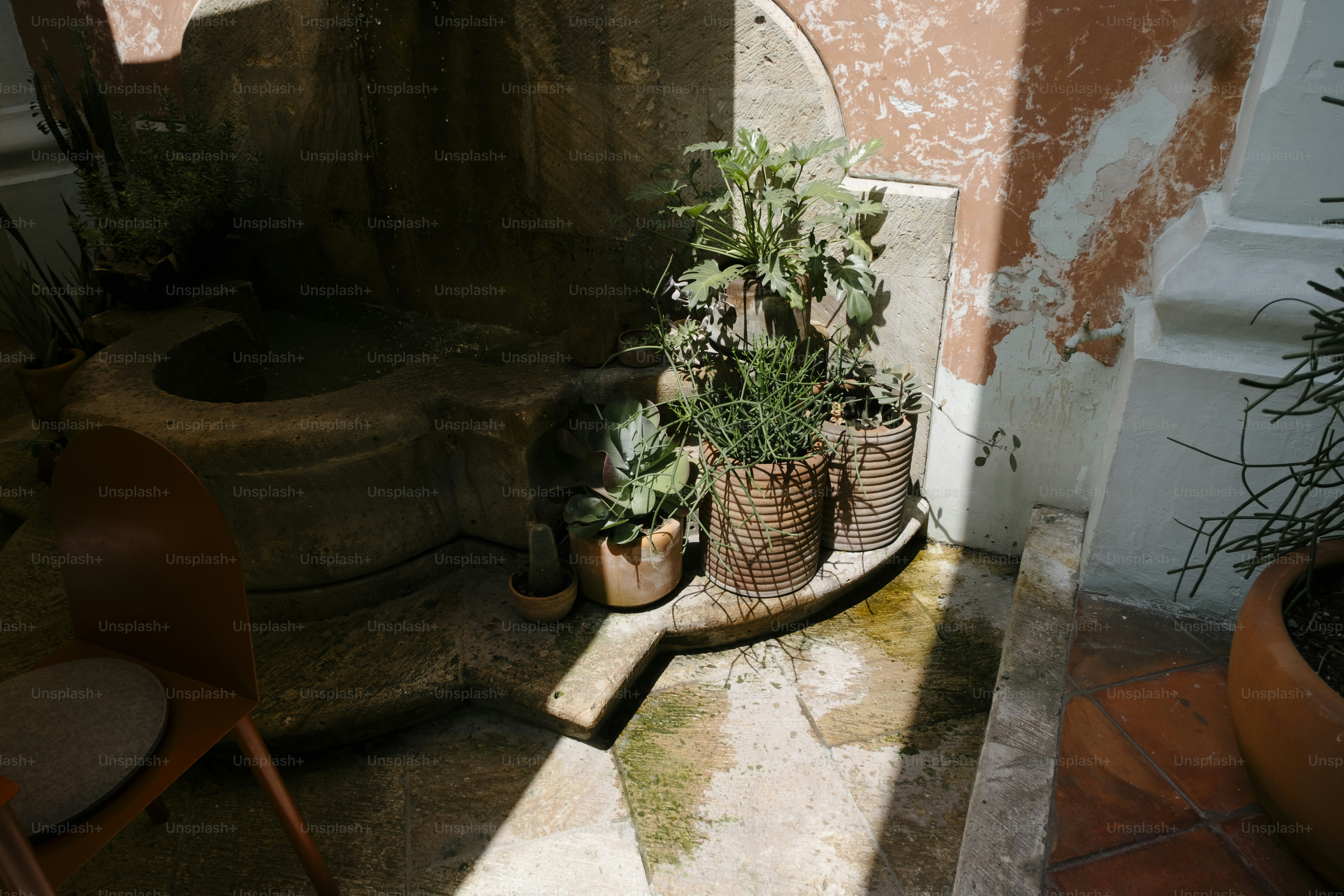 Topfpflanze auf einem Regal mit einströmendem Sonnenlicht.