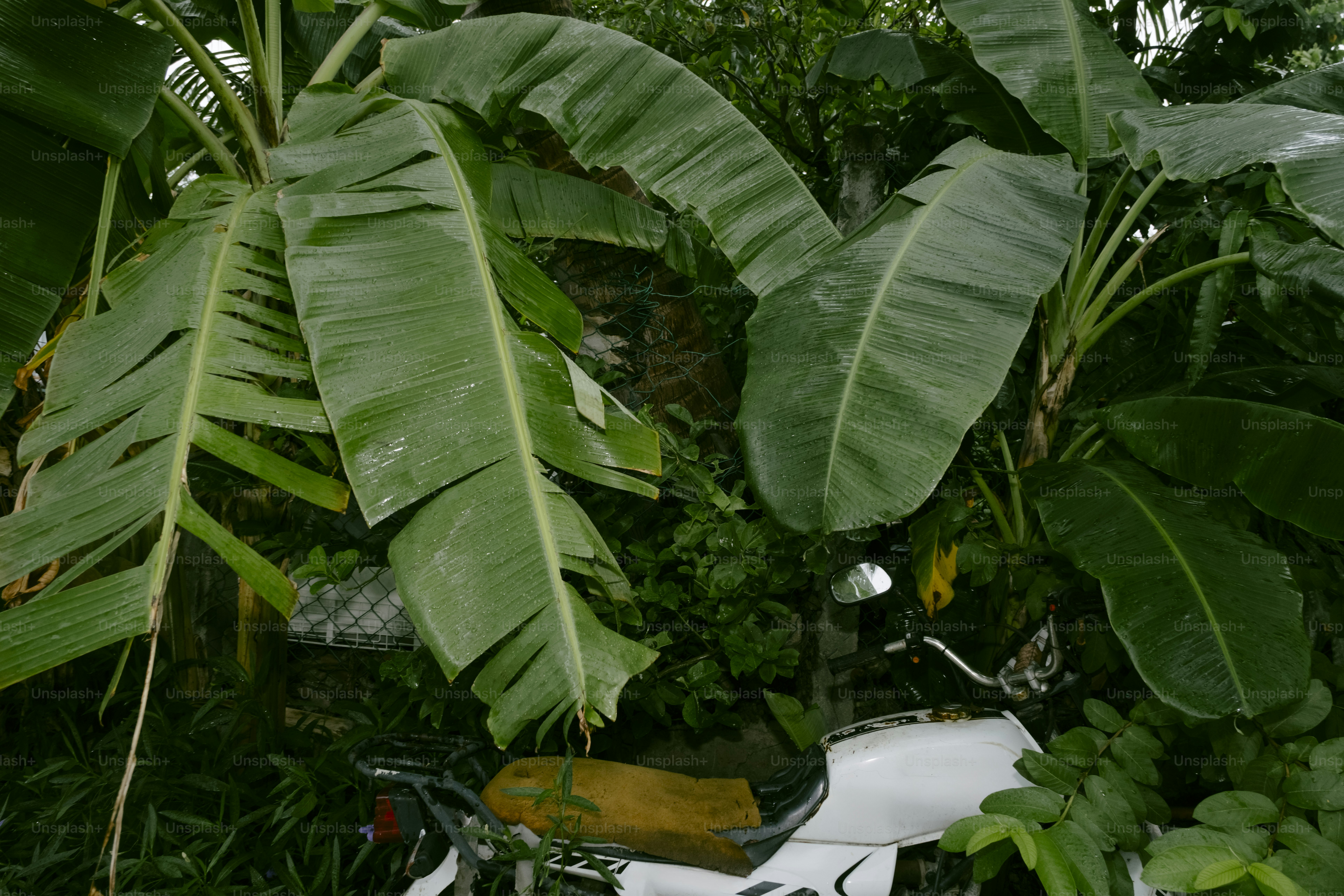 Saftig grüne Bananenblätter mit einem Hauch von Früchten.