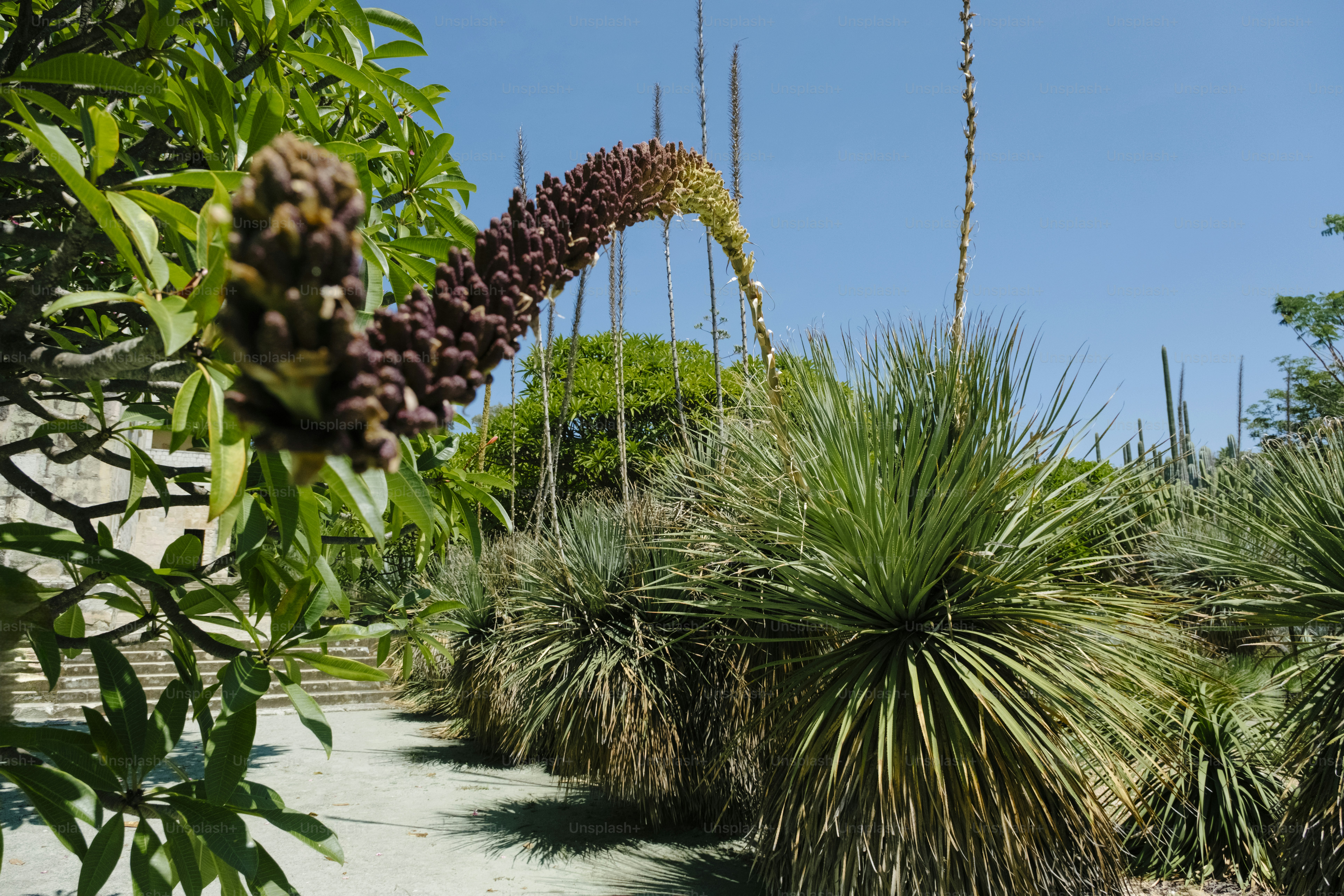 Hängepflanze mit Beeren vor blauem Himmel.